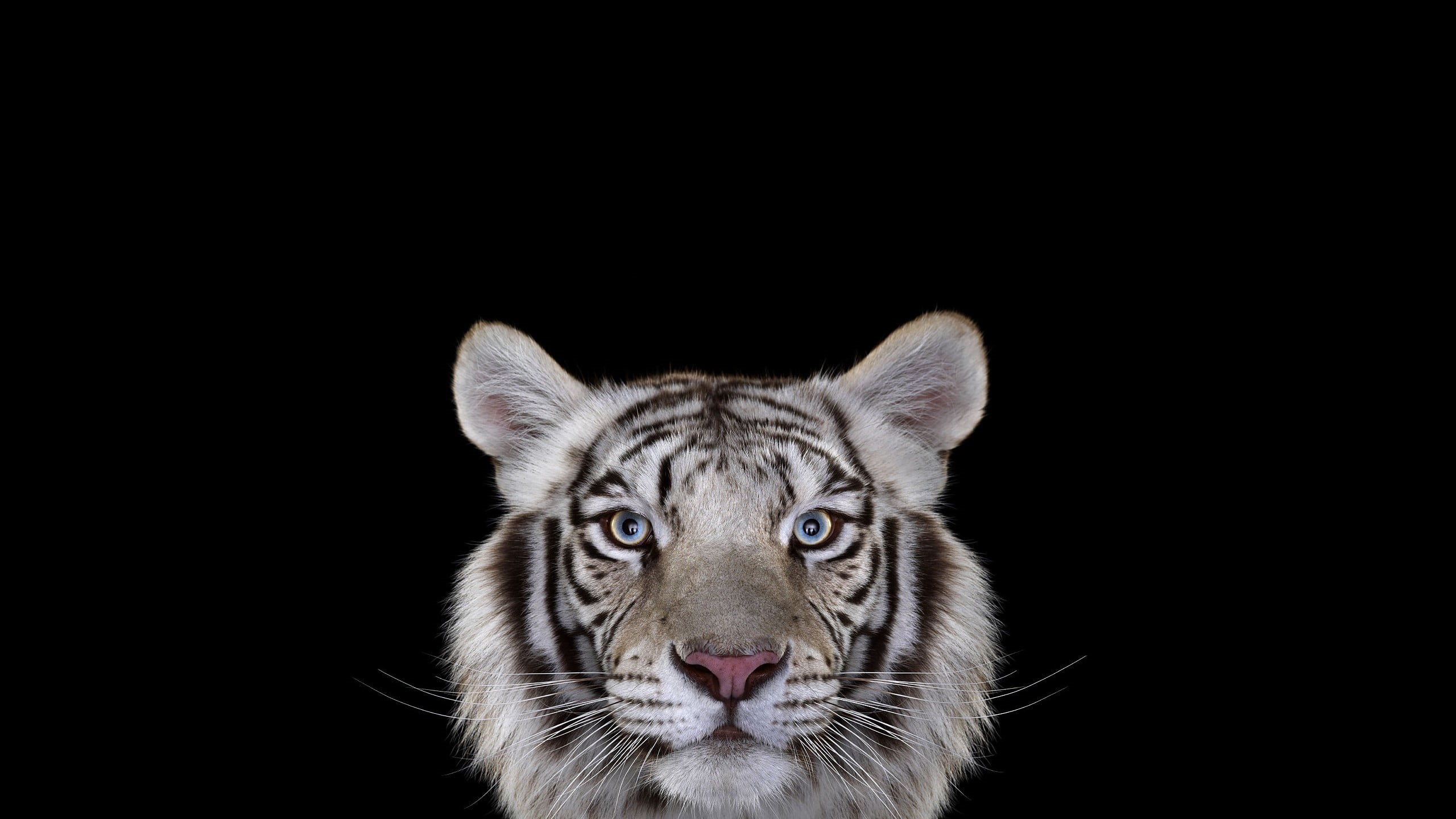 copy space, pets, looking at camera, photography, indoors, mammals, animal, 2K, animals in the wild, animal body part, bengal, simple background, tiger, HD Wallpaper