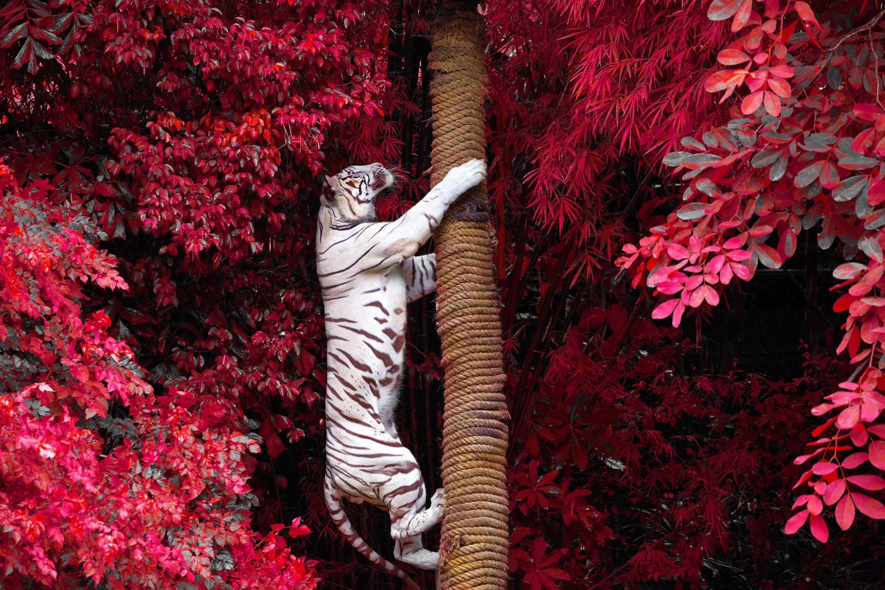 white tigers, big cats, 2K, tiger, tree trunk, HD Wallpaper