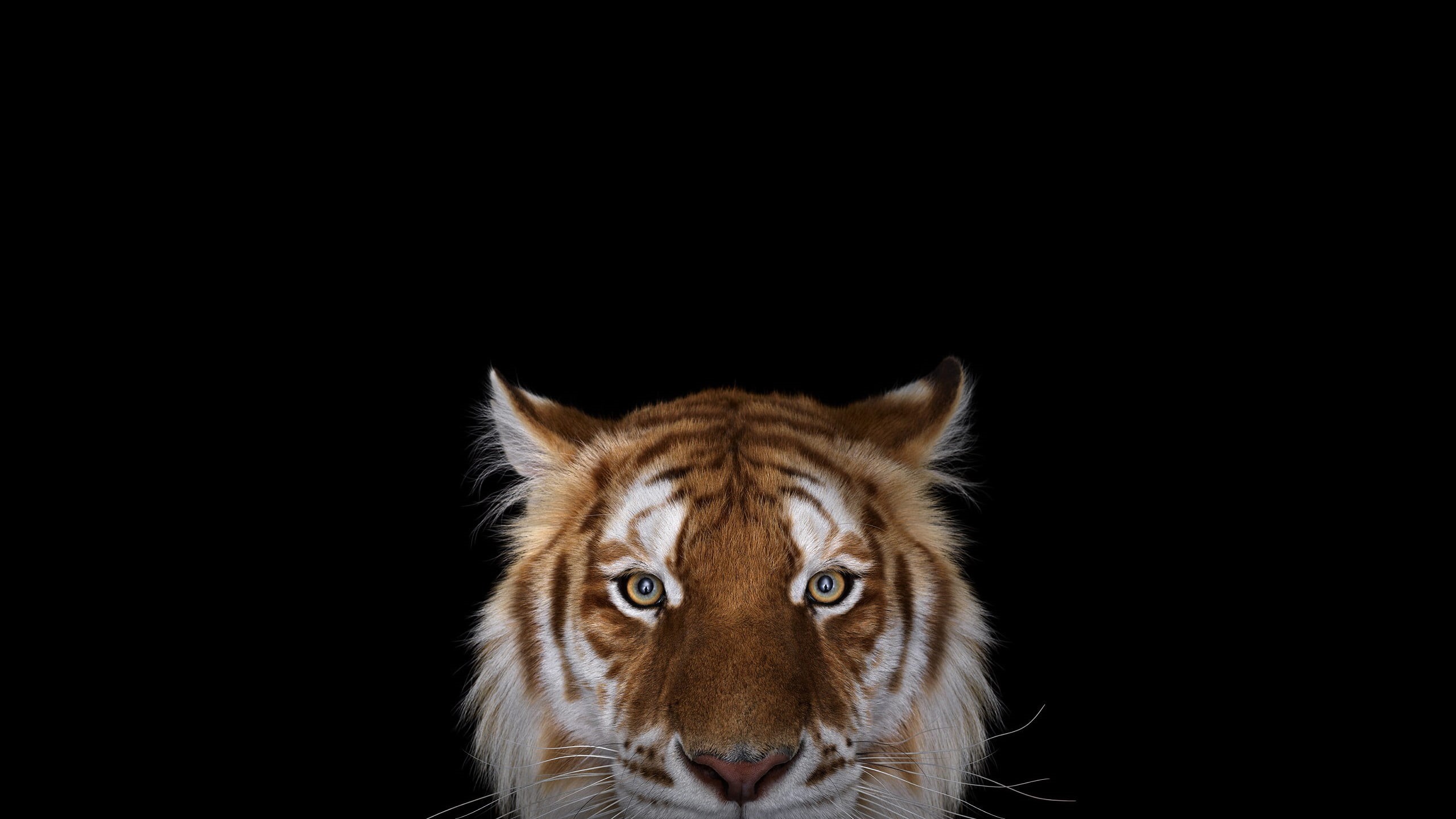 Bengal tigers, animal eye, close-up, black background, big cats, one animal, photography, pets, mammal, indoors, no people, animal body part, animal wildlife, HD Wallpaper