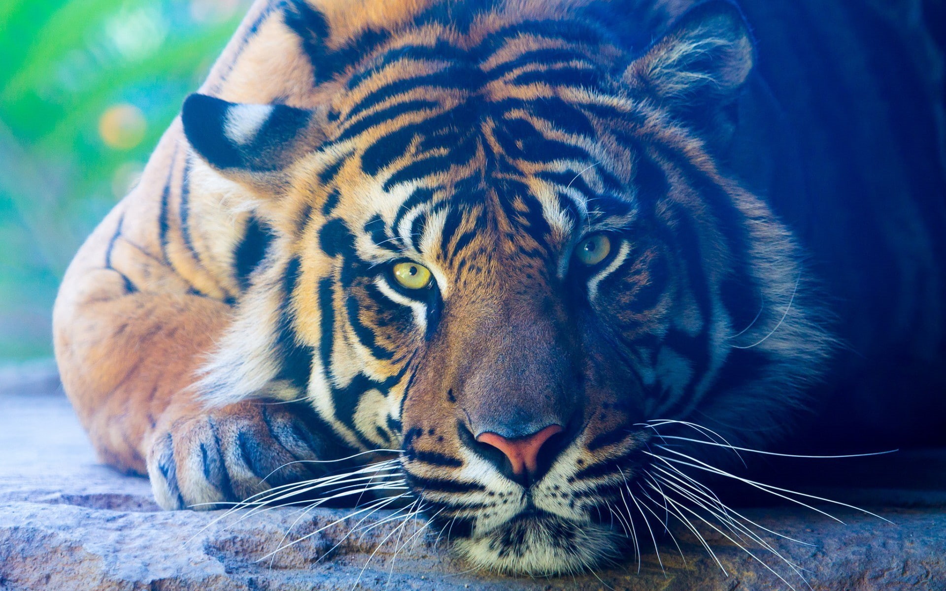 wildlife, closeup, 1080P, big cats, tiger, animals, HD Wallpaper