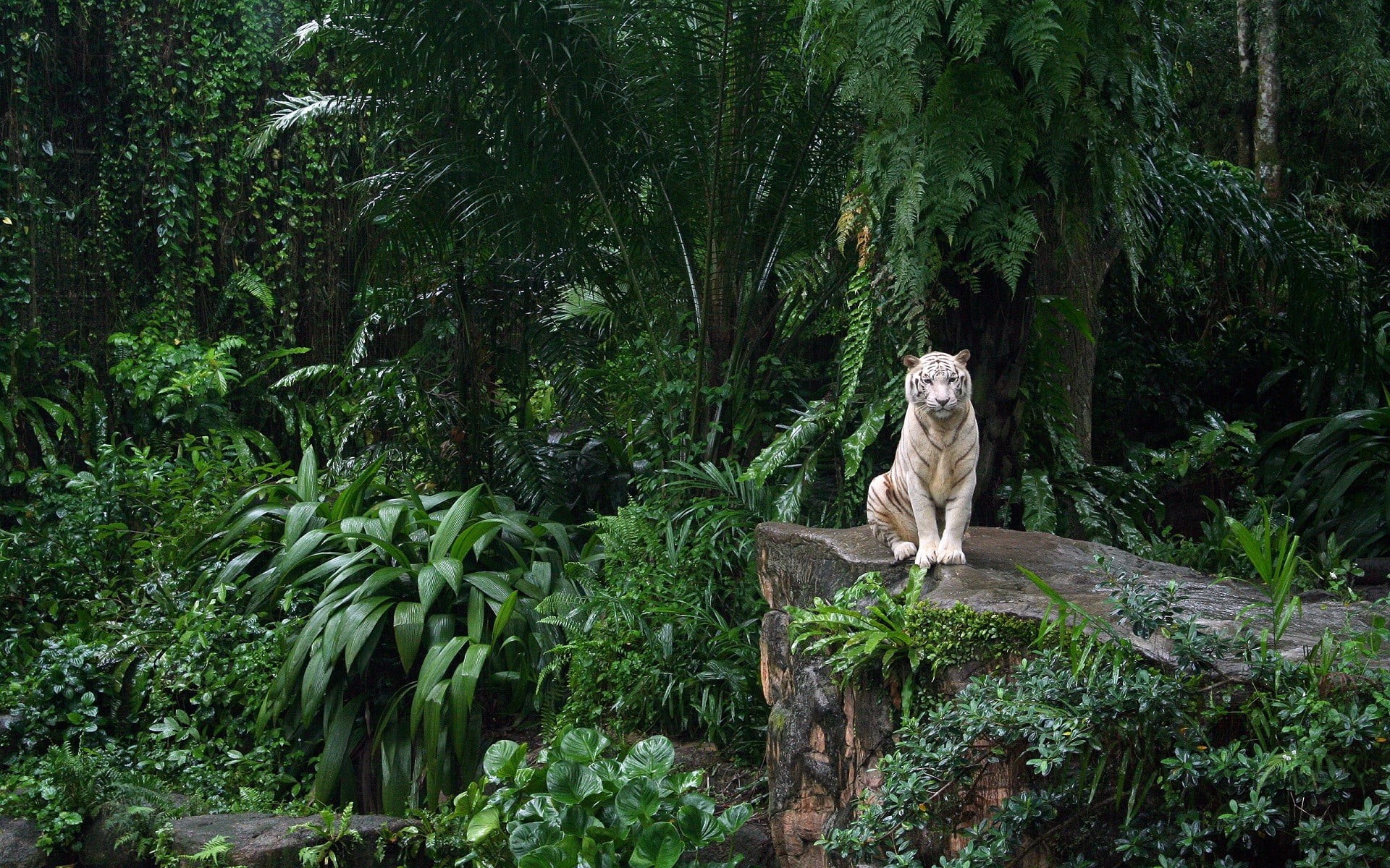 1080P, mammal, trees, sitting, green, growth, tiger, nature, animal wildlife, vertebrate, plant, green color, land, animals, animal themes, day, tree, HD Wallpaper