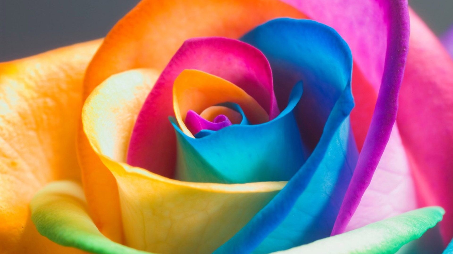 plant, close-up, multi colored, rainbow rose, flowering plant, freshness, softness, flora, petal, inflorescence, beauty in nature, positive emotion, vulnerability, HD Wallpaper