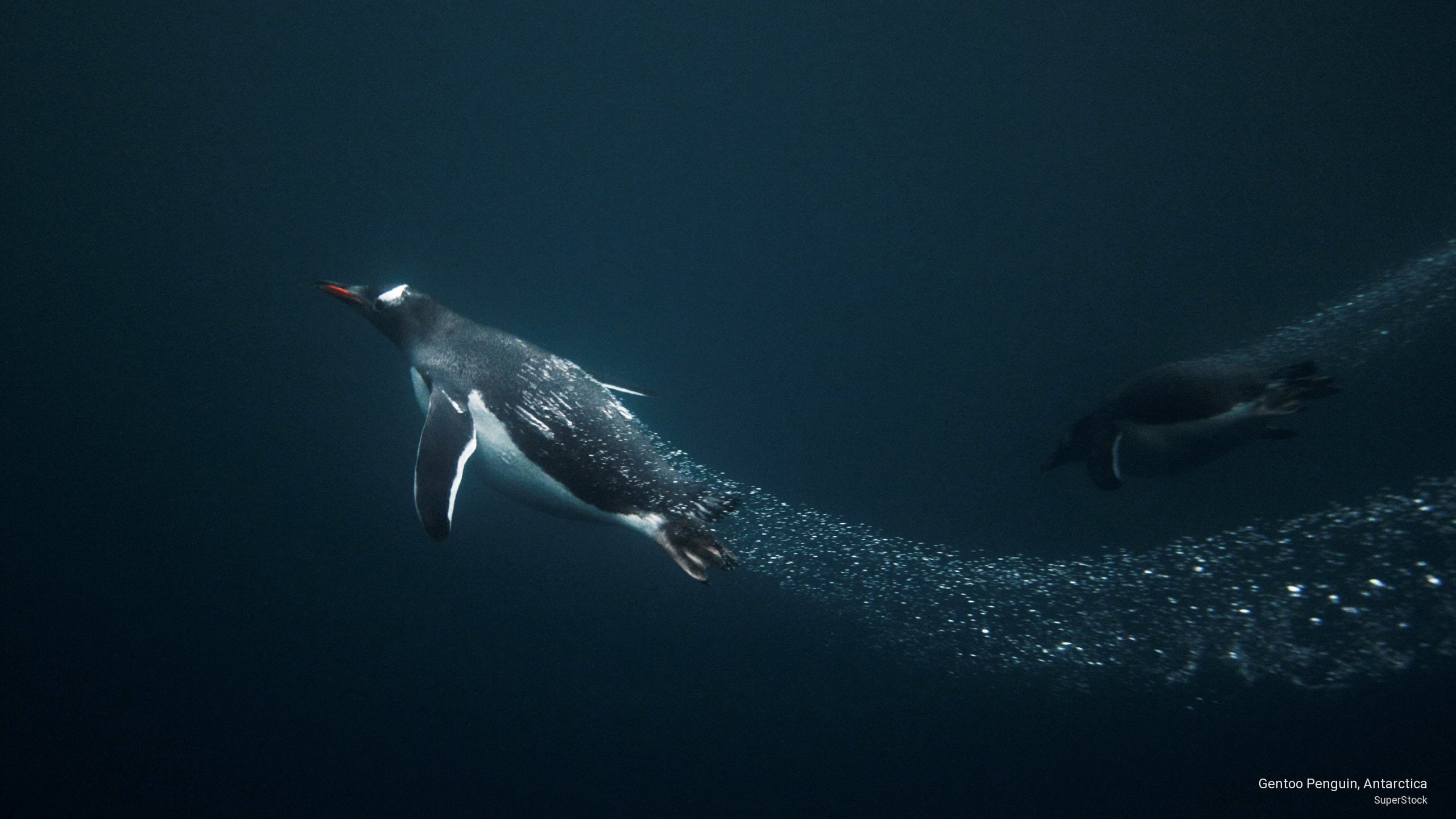 gentoo, 2K, Animals, penguin, antarctica, HD Wallpaper