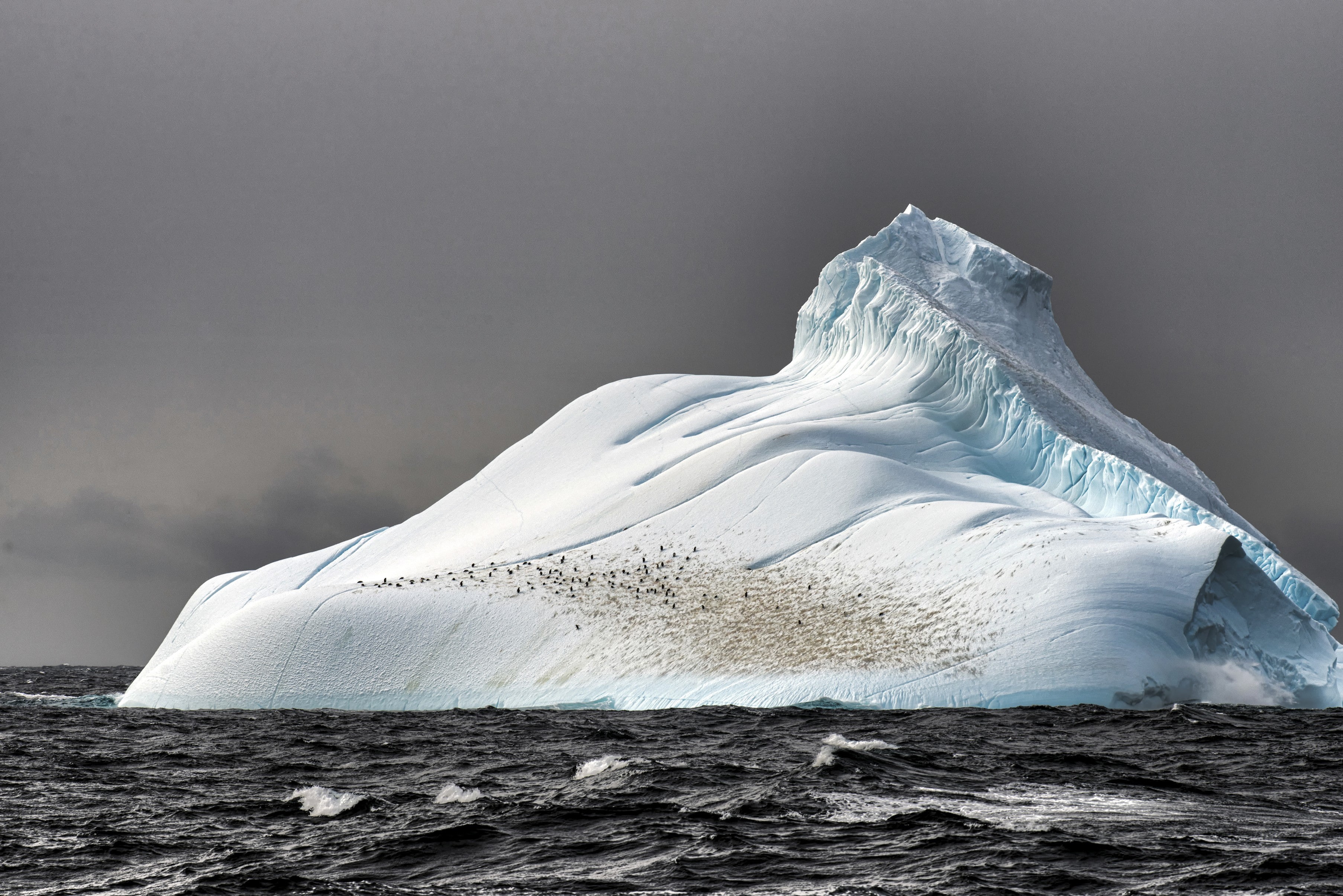Antarctica, penguins, 2K, iceberg, sea, nature, HD Wallpaper