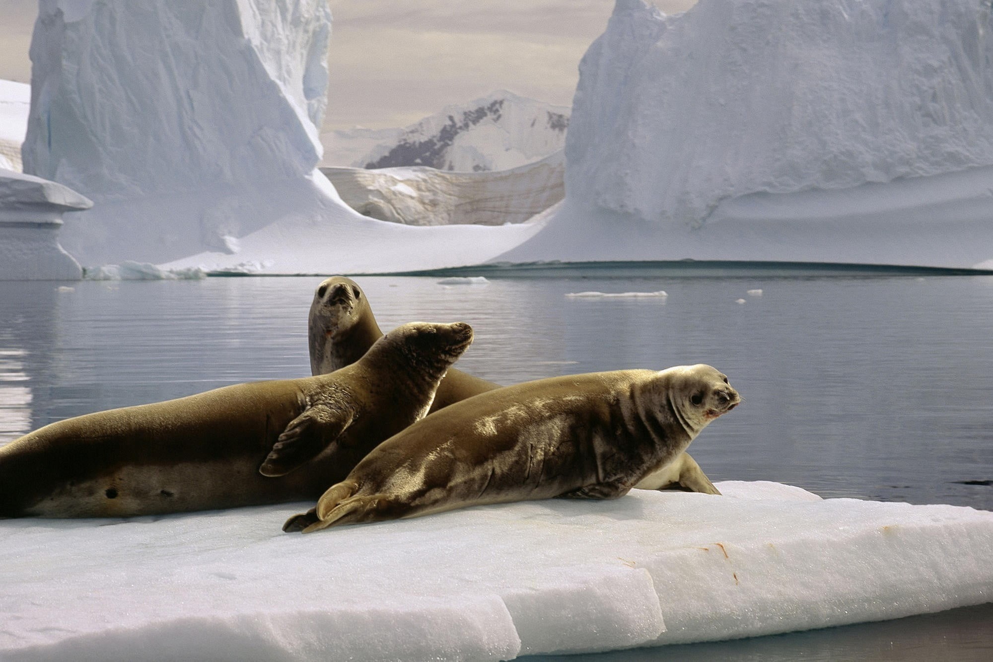 animals, snow, winter, rock - object, no people, solid, mammals, ice, animal themes, nature, marine, underwater, animal, rock, seals, cold temperature, HD Wallpaper