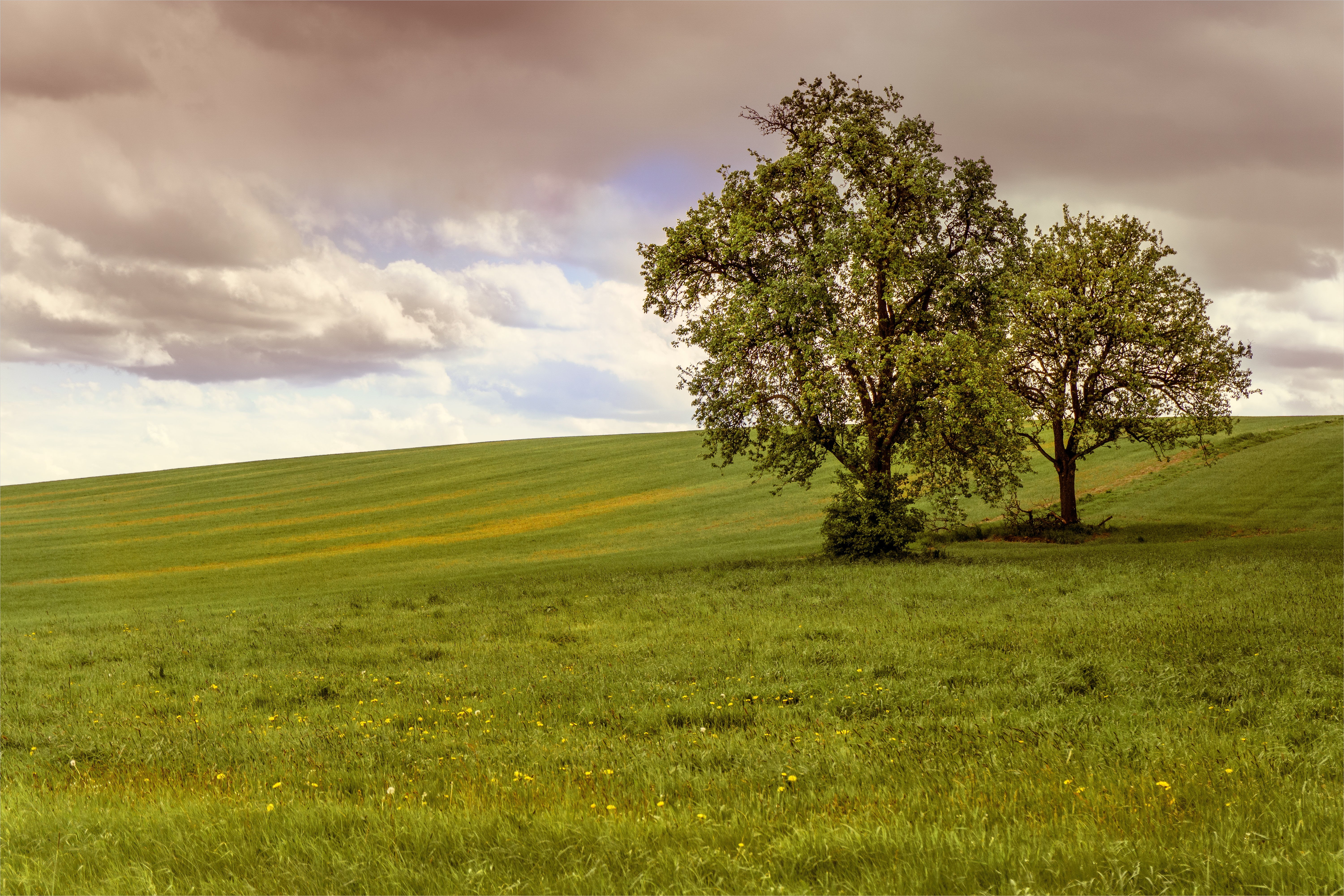 Norbert, land, 5K, beauty In Nature, white, green Color, Bäume, green tree, Explore, grün, Natur, farm, Wolken, scenics, Reimer, grass, field, sky, Wiese, HD Wallpaper