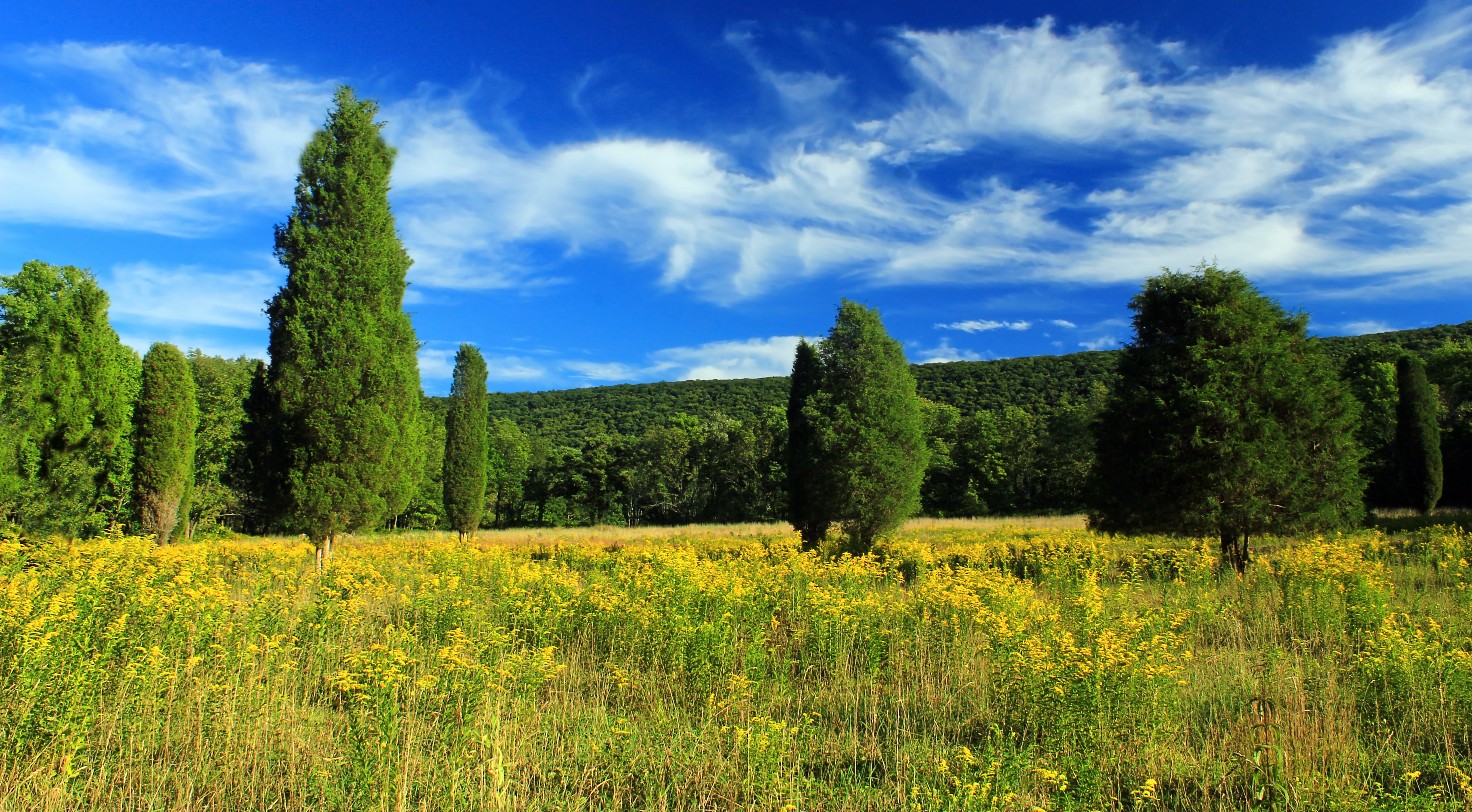 scenics, outdoors, trees, clouds, 5K, field, green Color, SGL, Appalachian Mountains, nature, blue, wildflowers, Aquashicola Creek, leave, eastern, vegetation, HD Wallpaper