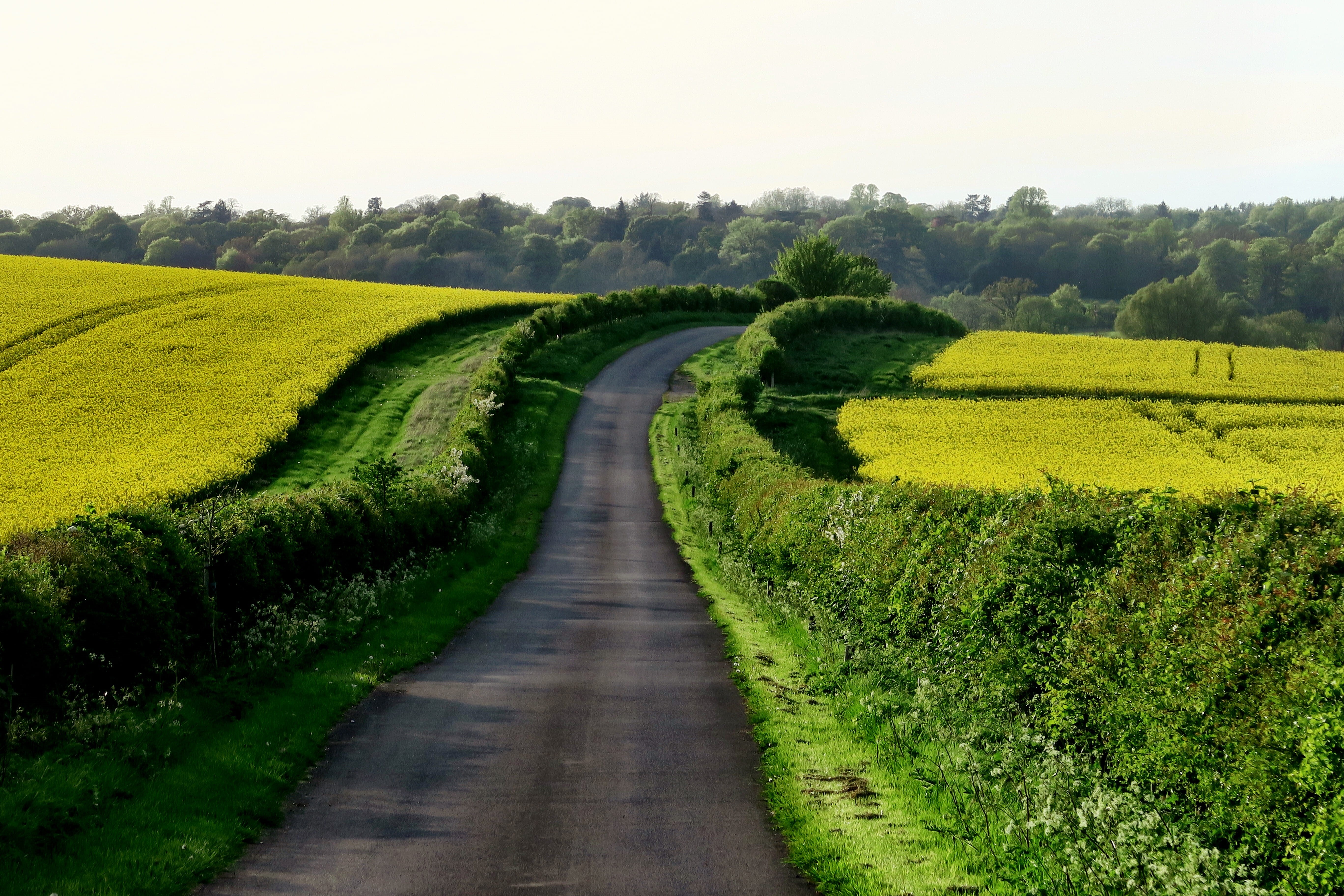 bushes, countryside, green, pavement, plant, land, country, blue, concrete, tranquil scene, long, agriculture, non-Urban Scene, environment, farm, green Color, HD Wallpaper