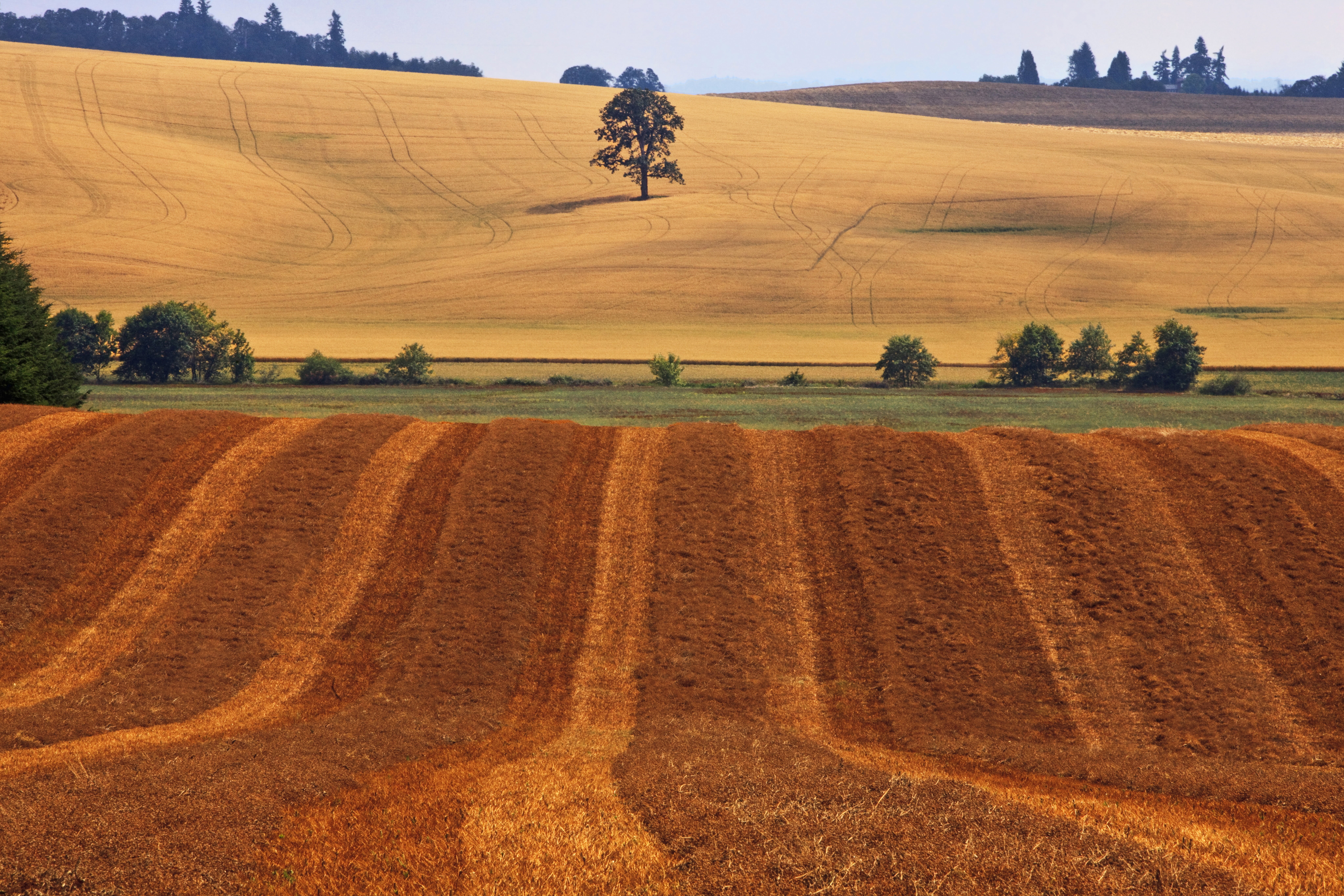harvesting, grass field, USM, Canon  EOS  5D  Mark  II, Standing, outdoors, Camera, Lone  Tree, landscape, Southeast, Lewisburg  Oregon, green, plowed Field, HD Wallpaper
