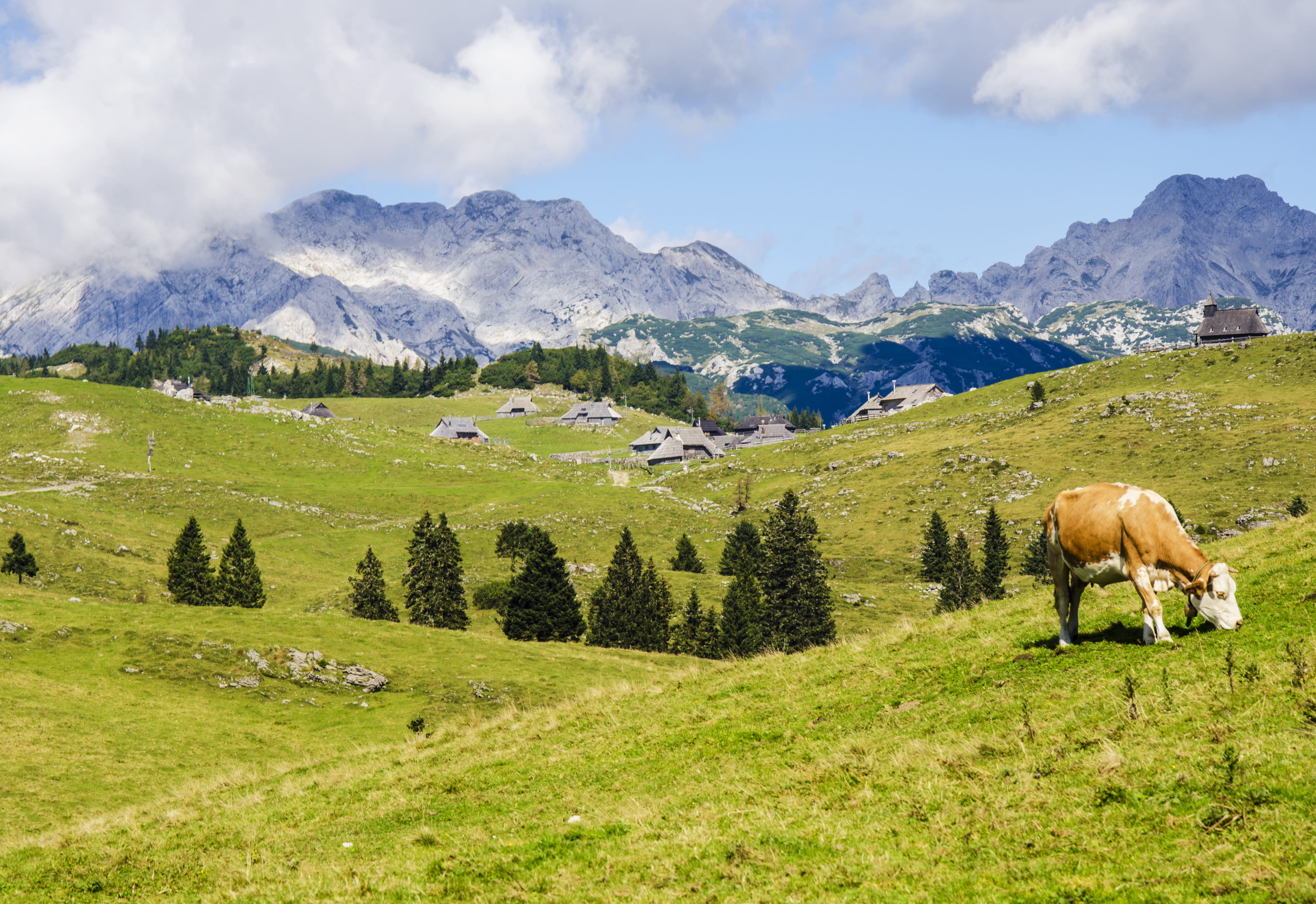 nature, animal, domestic animals, gray mountain, pets, country, no people, agriculture, beauty in nature, hill, hills, livestock, cloud - sky, outdoors, HD Wallpaper
