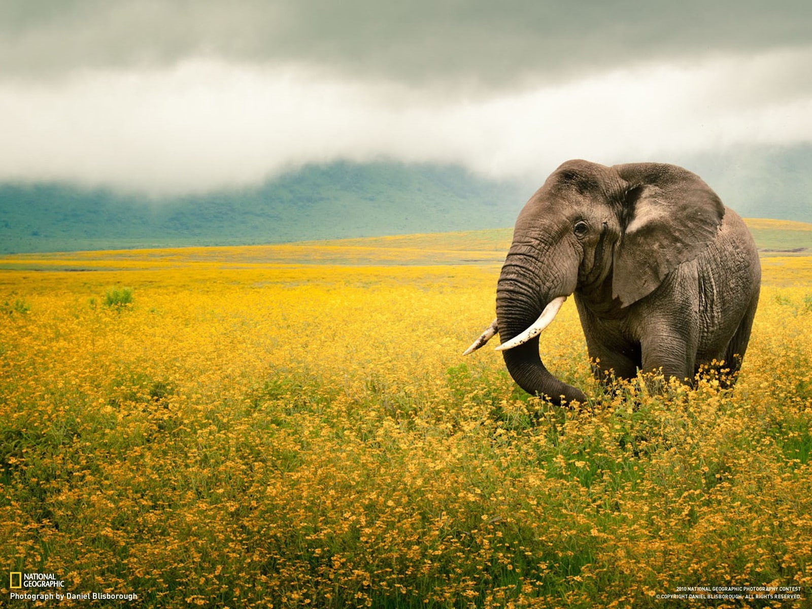 720P, elephant, National Geographic, animals, HD Wallpaper
