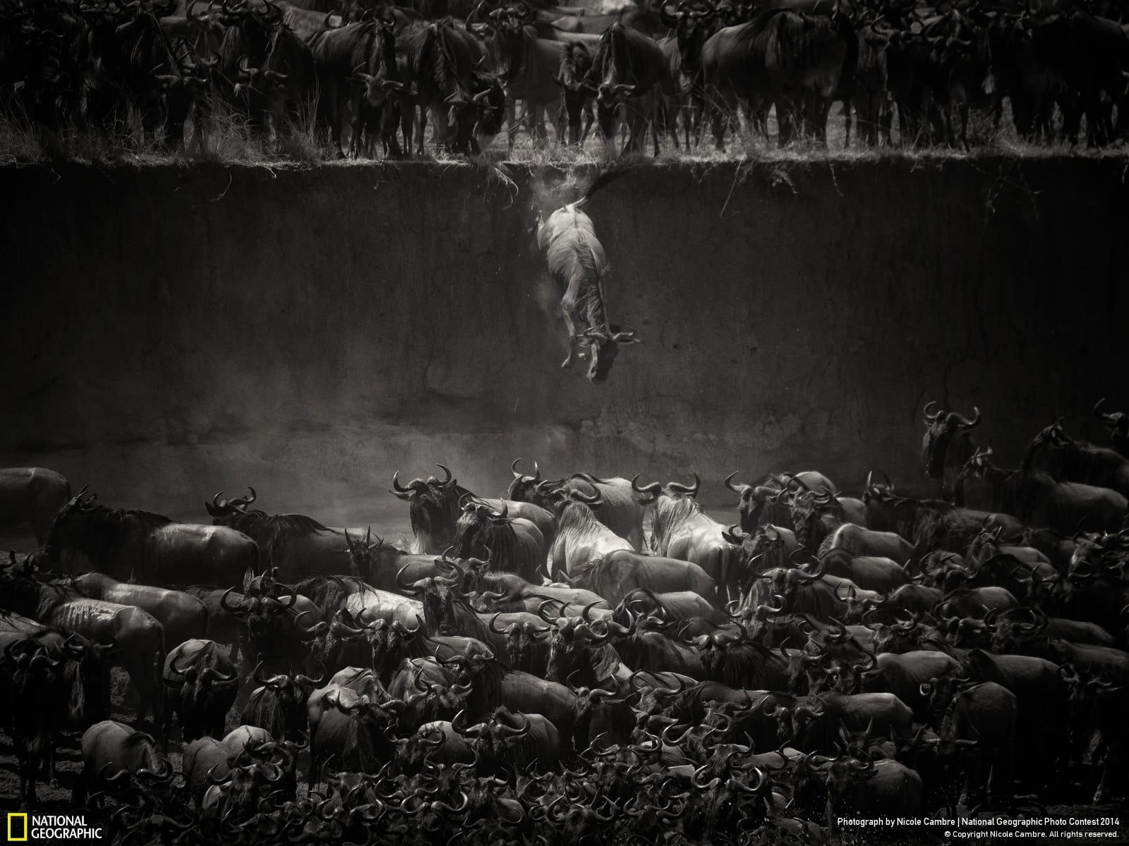 mammal, grayscale, day, National Geographic, geographic, pets, no people, national, animals, animal themes, herbivorous, sheep, livestock, herd, animal, HD Wallpaper