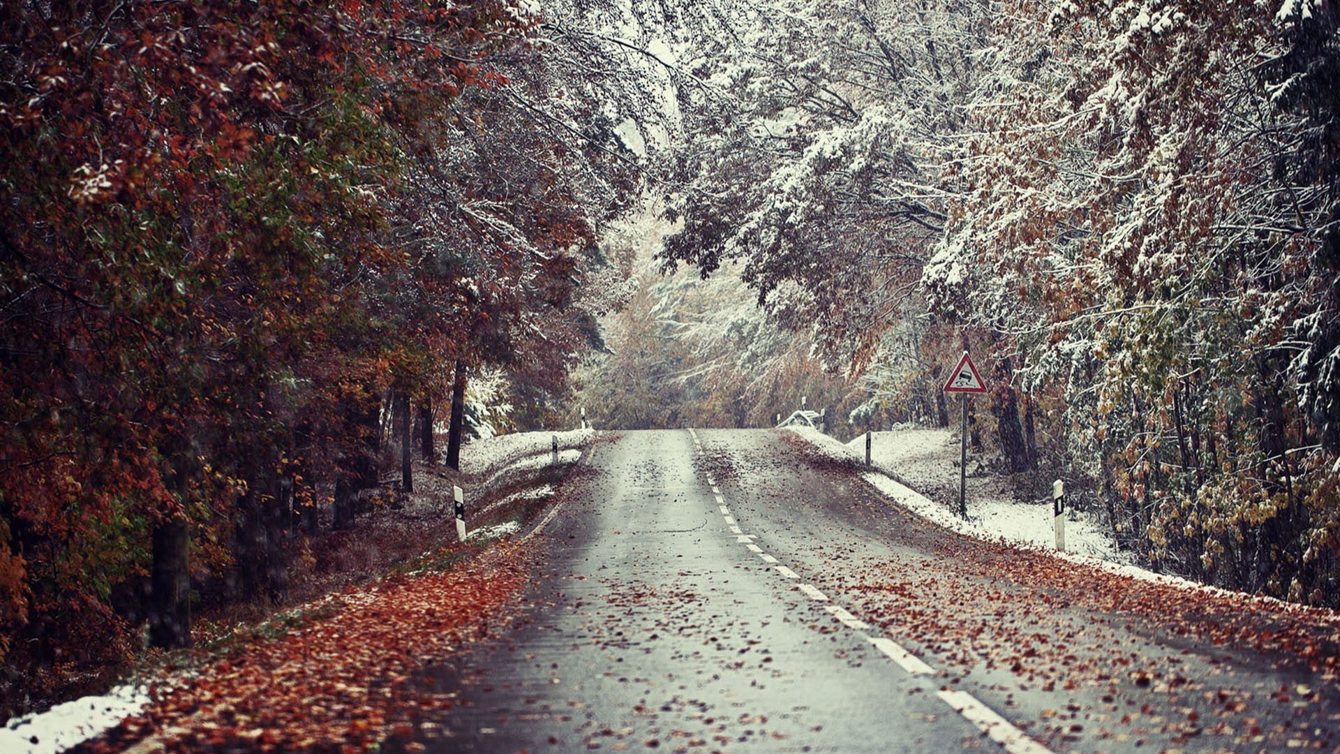 empty road, red, scenics, season, the way forward, tranquil scene, direction, black, single Lane Road, day, tree, asphalt, beauty In Nature, leaf, old-fashioned, HD Wallpaper