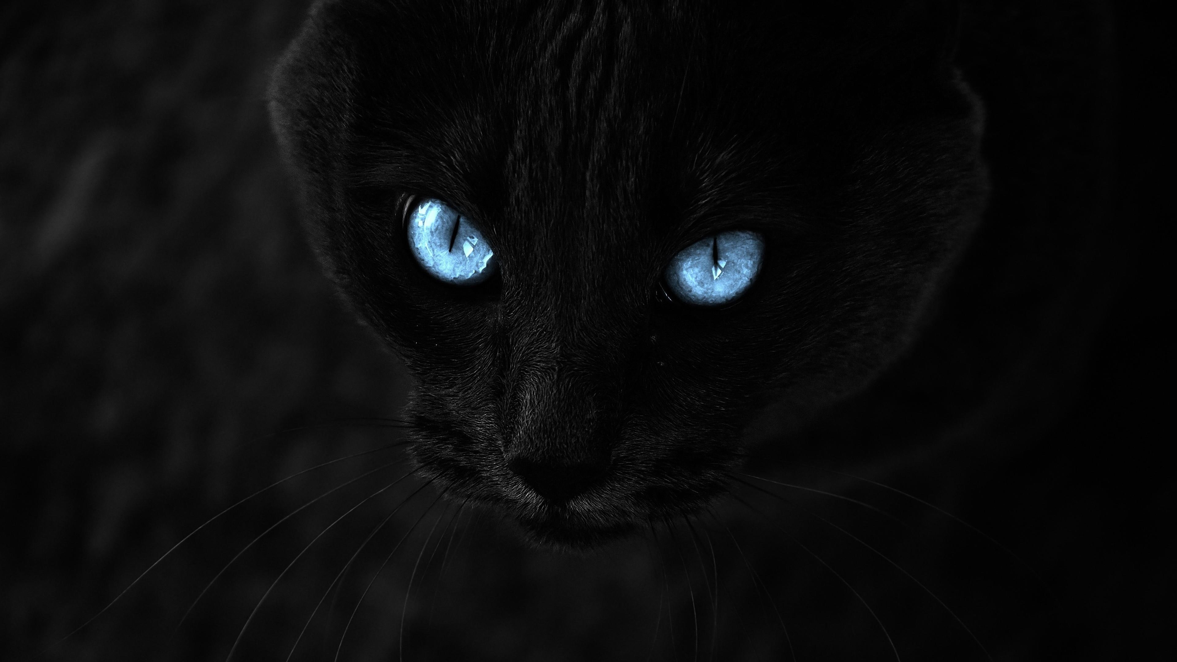 cat, whiskers, photography, black cat, close up, nose, blue eyes, mammal, eyes, 4K, darkness, HD Wallpaper