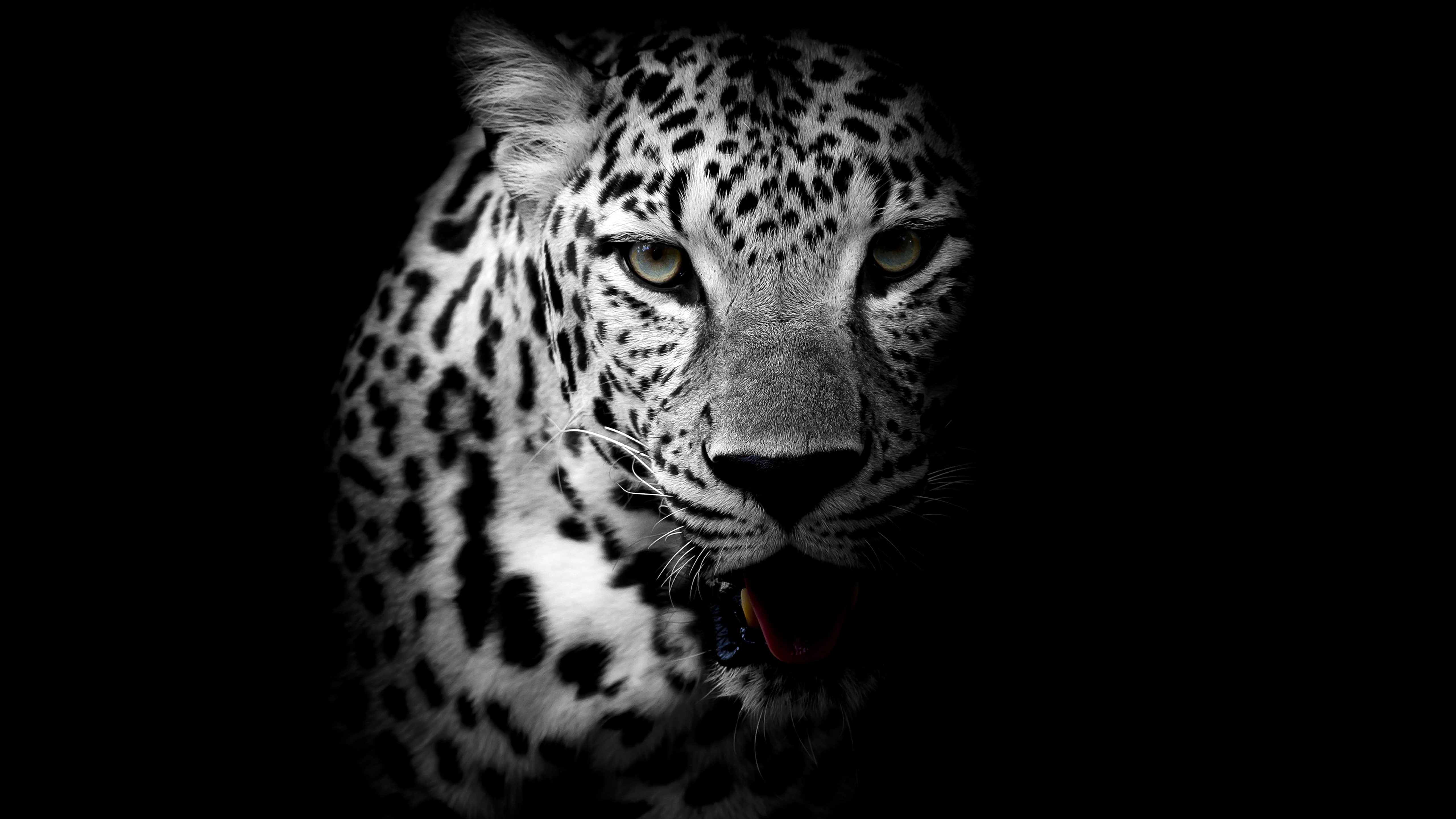 Dark background, 5K, 4K, Leopard, HD Wallpaper