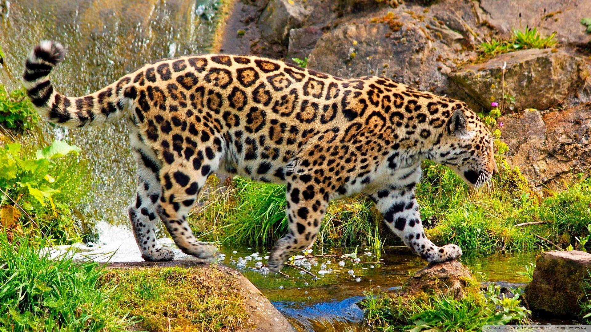feline, animals, day, leopard, rock, animals in the wild, jaguars, animal markings, big cat, no people, rock - object, vertebrate, outdoors, one animal, HD Wallpaper