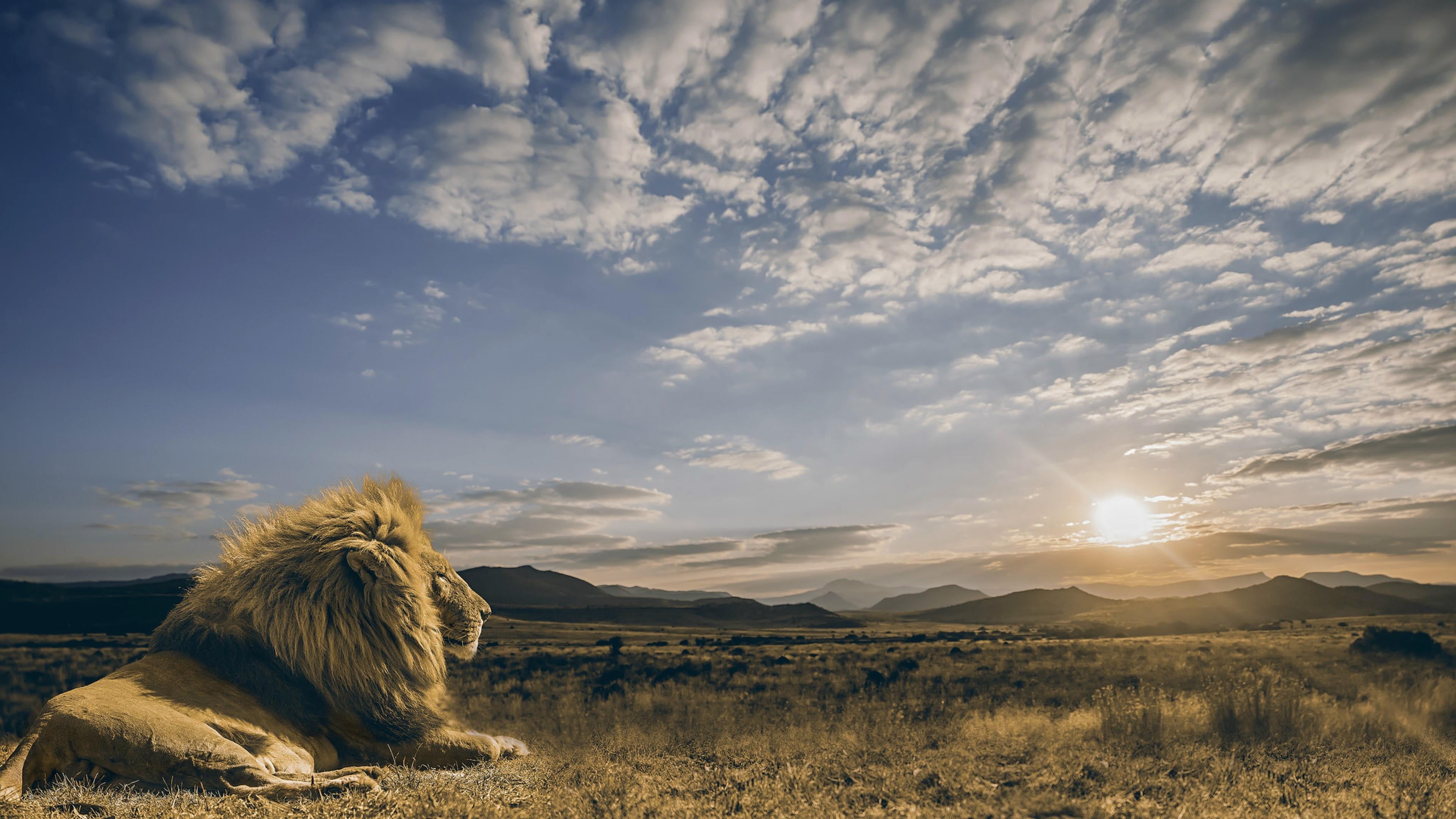 sun, tranquility, land, environment, scenics - nature, cloud - sky, 4K, lion, mammal, prairie, beauty in nature, animal, vertebrate, landscape, sky, tranquil scene, HD Wallpaper