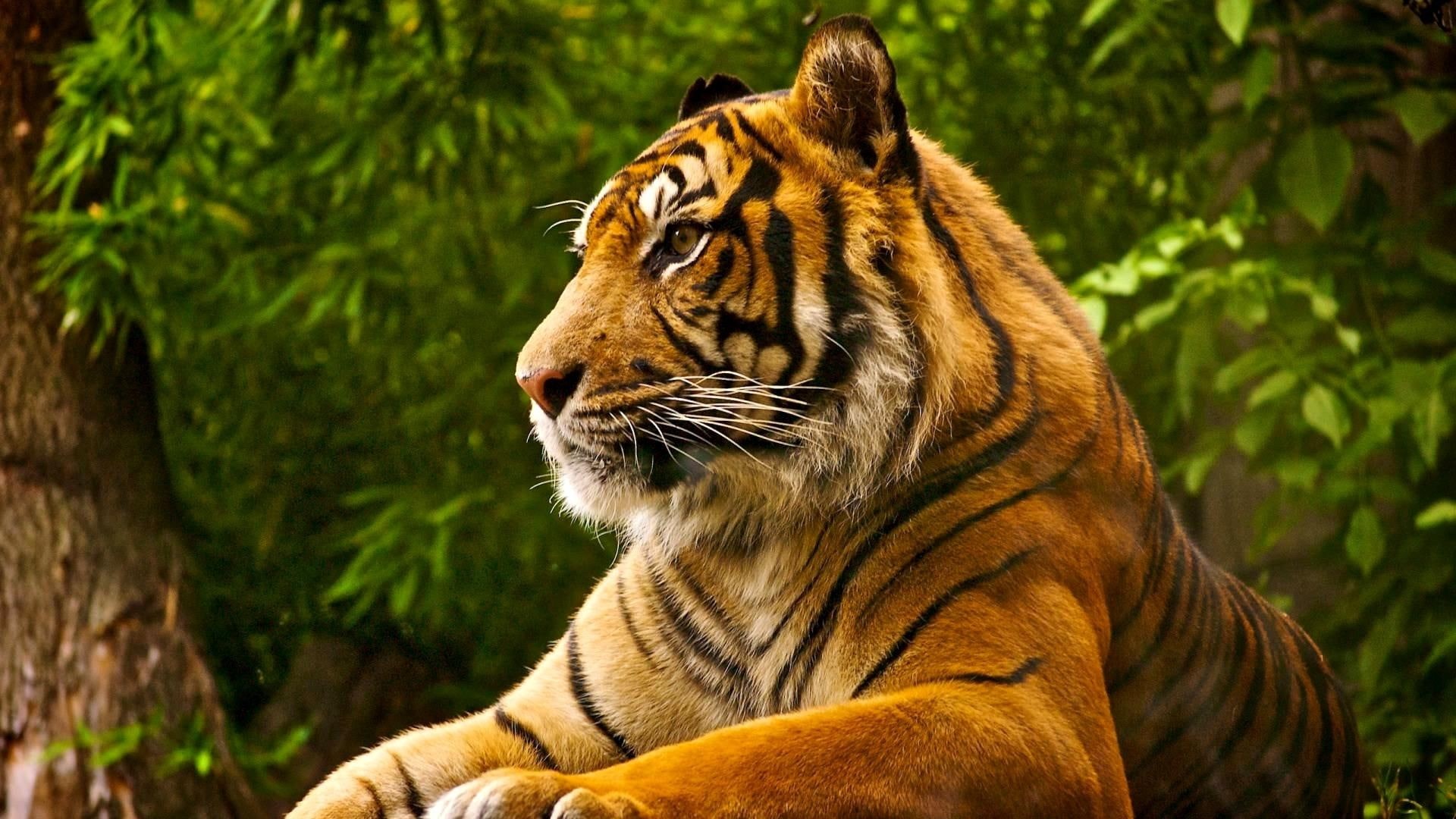 animal, big cats, predator, jaguar, lions, leopard, royal, 1080P, tiger, wildlife, nature, animals, cubs, HD Wallpaper