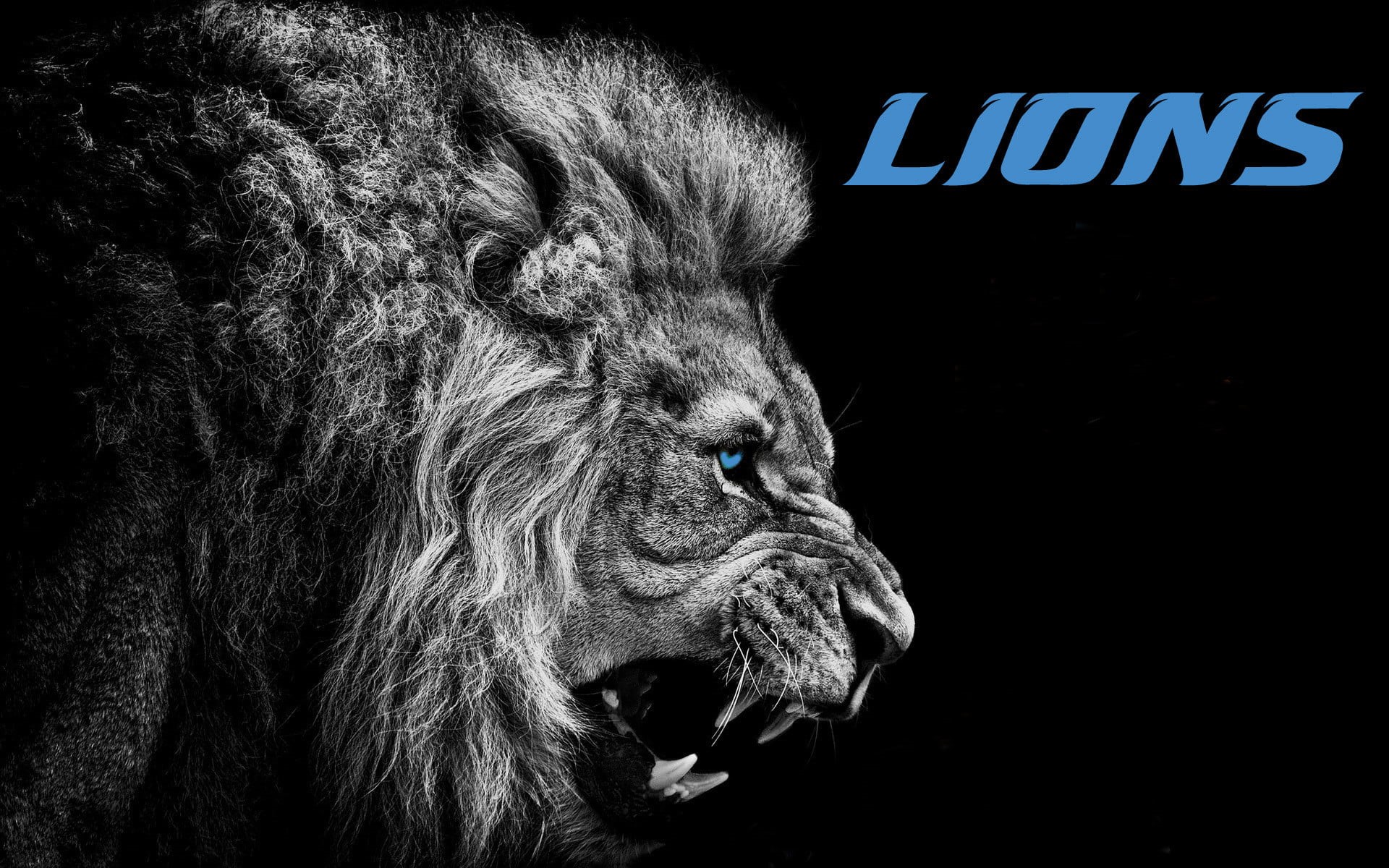 pets, vertebrate, Detroit Lions, herbivorous, black background, 1080P, day, print, close-up, animal, selective coloring, animal head, textile, blue eyes, HD Wallpaper
