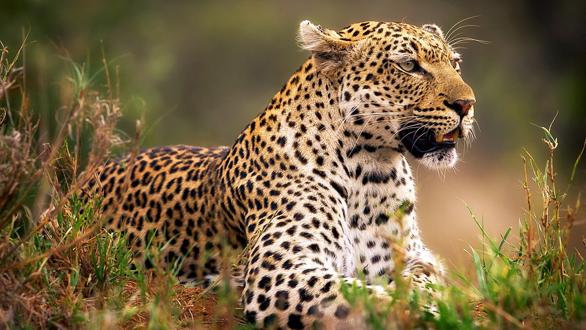 1080P, animal mouth, spotted, animal wildlife, big cat, safari, feline, outdoors, aggression, grass, leopard, animal, cat, one animal, nature, no people, HD Wallpaper