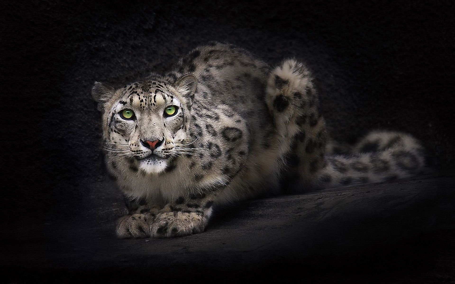 big cats, leopard, animals, one animal, big cat, vertebrate, black, no people, looking at camera, portrait, domestic animals, young animal, animal wildlife, HD Wallpaper