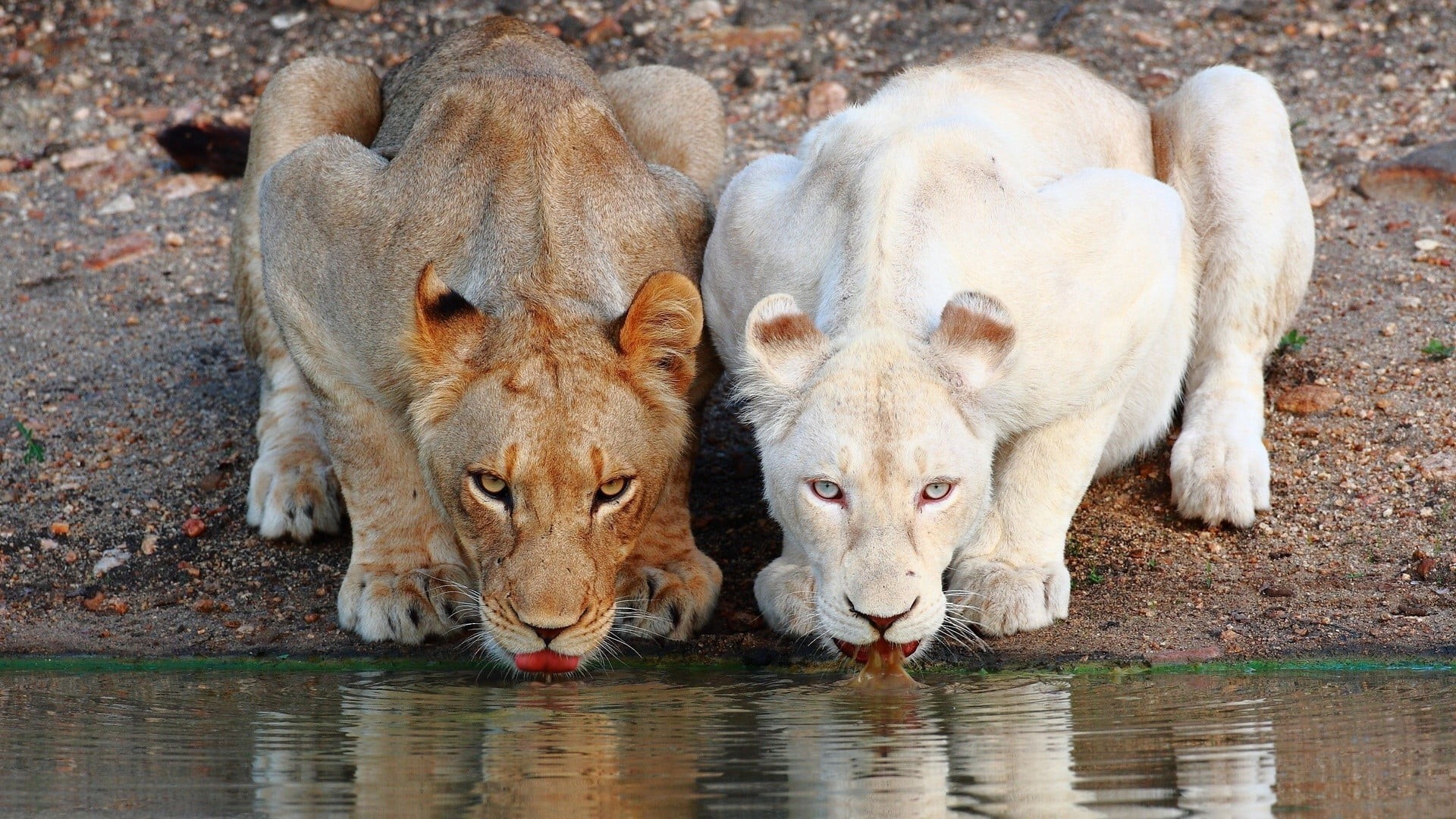 looking at camera, 1080P, white, water, drinking, big cats, animal wildlife, group of animals, portrait, no people, female animal, animals, day, nature, HD Wallpaper
