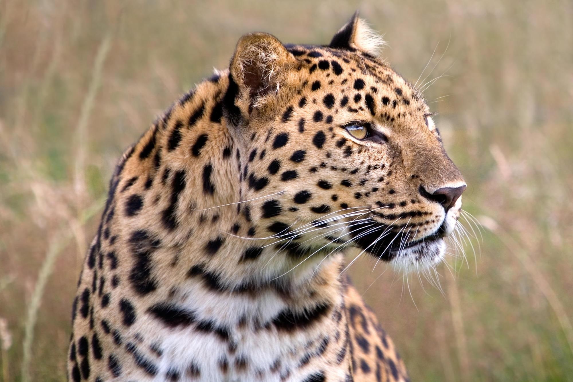 lions, jaguar, beautiful, animals, 1080P, tigers, cats, leopards, big cats, wildlife, HD Wallpaper
