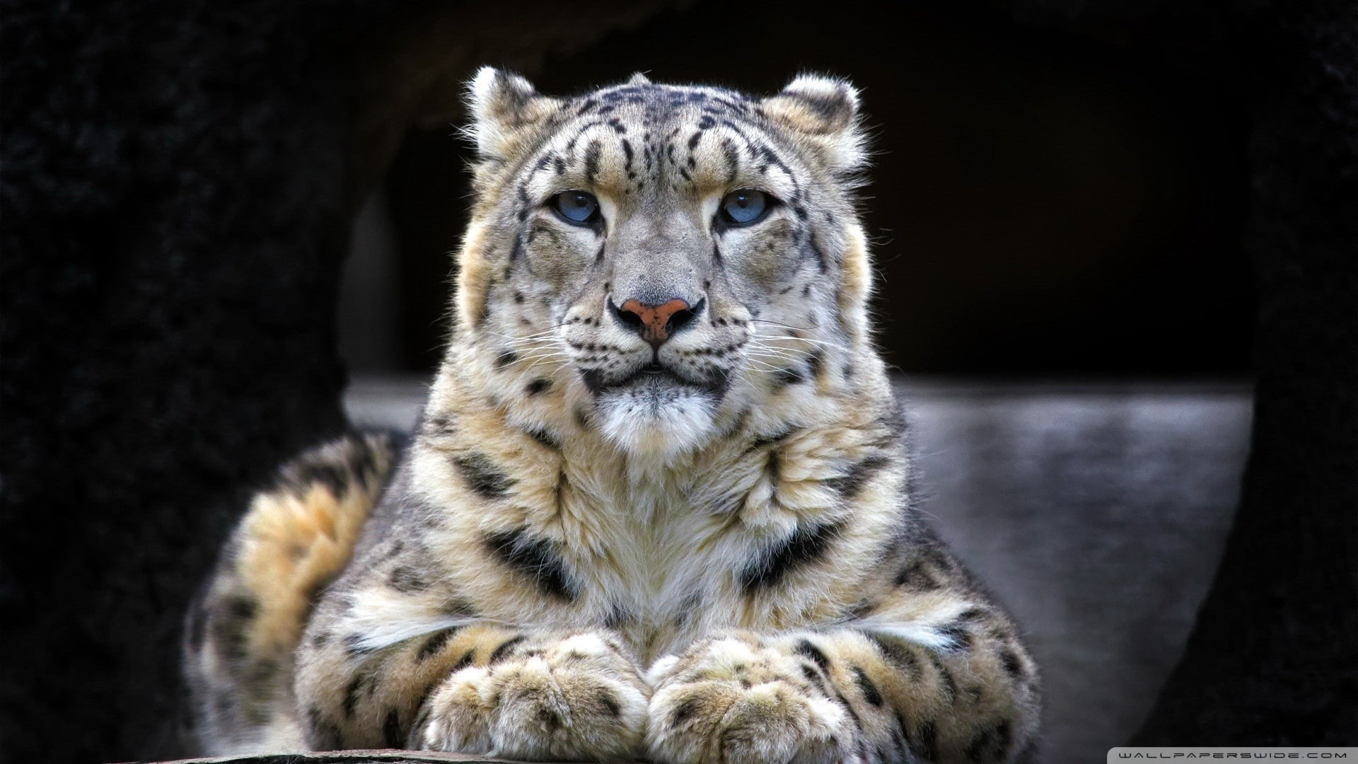 animals, snow leopards, leopard (animal), 1080P, big cats, HD Wallpaper