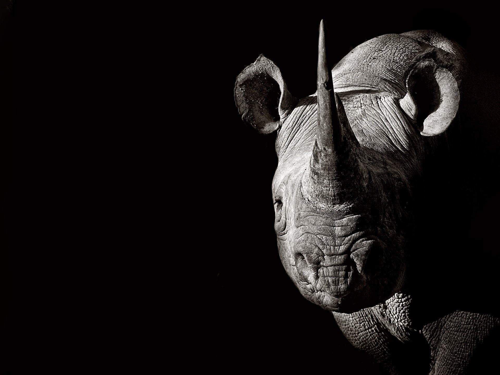Rhino, 1080P, Wildlife, Black and White, Animal, HD Wallpaper