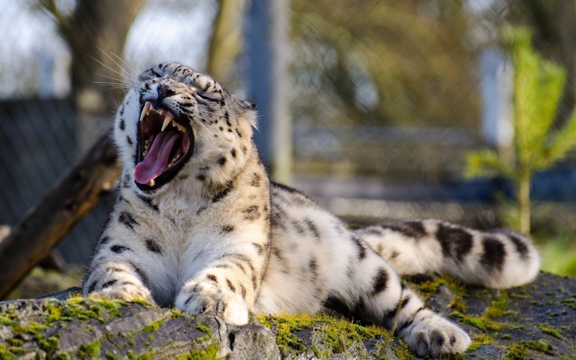 animal wildlife, mouth, yawning, day, animals, mouth open, animal mouth, animal themes, no people, facial expression, focus on foreground, big cats, animal, HD Wallpaper