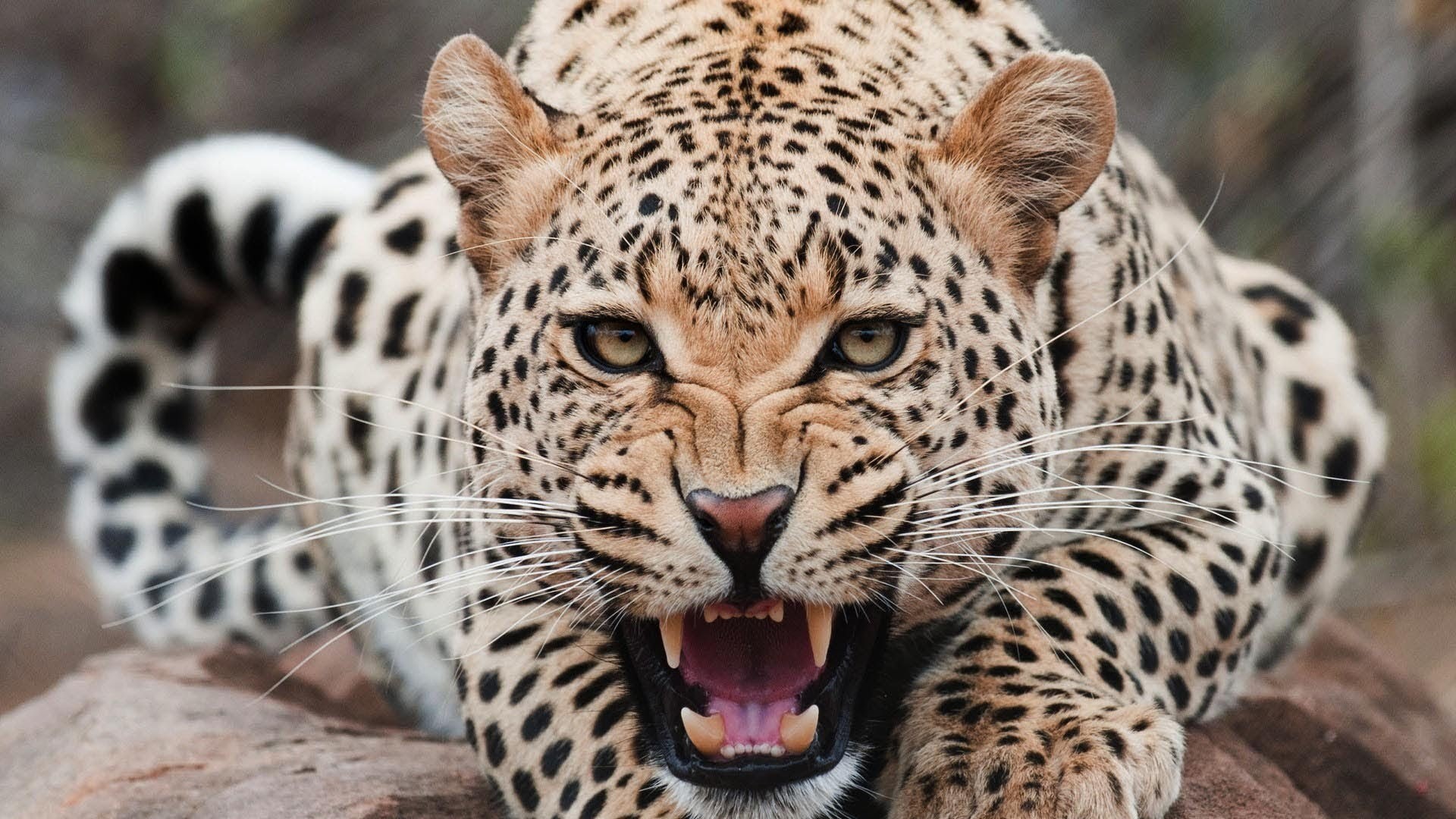 Jaguar, leopard, animals, teeth, big cats, 1080P, HD Wallpaper