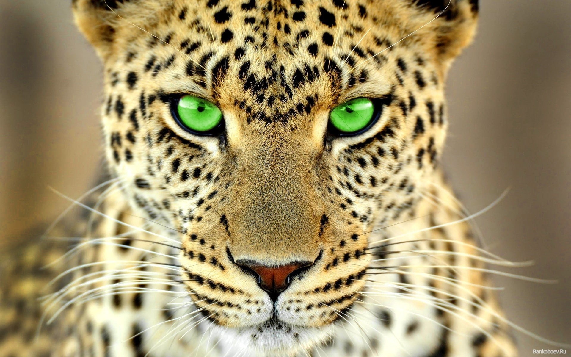 leopard (animal), green eyes, animals, big cats, 1080P, HD Wallpaper