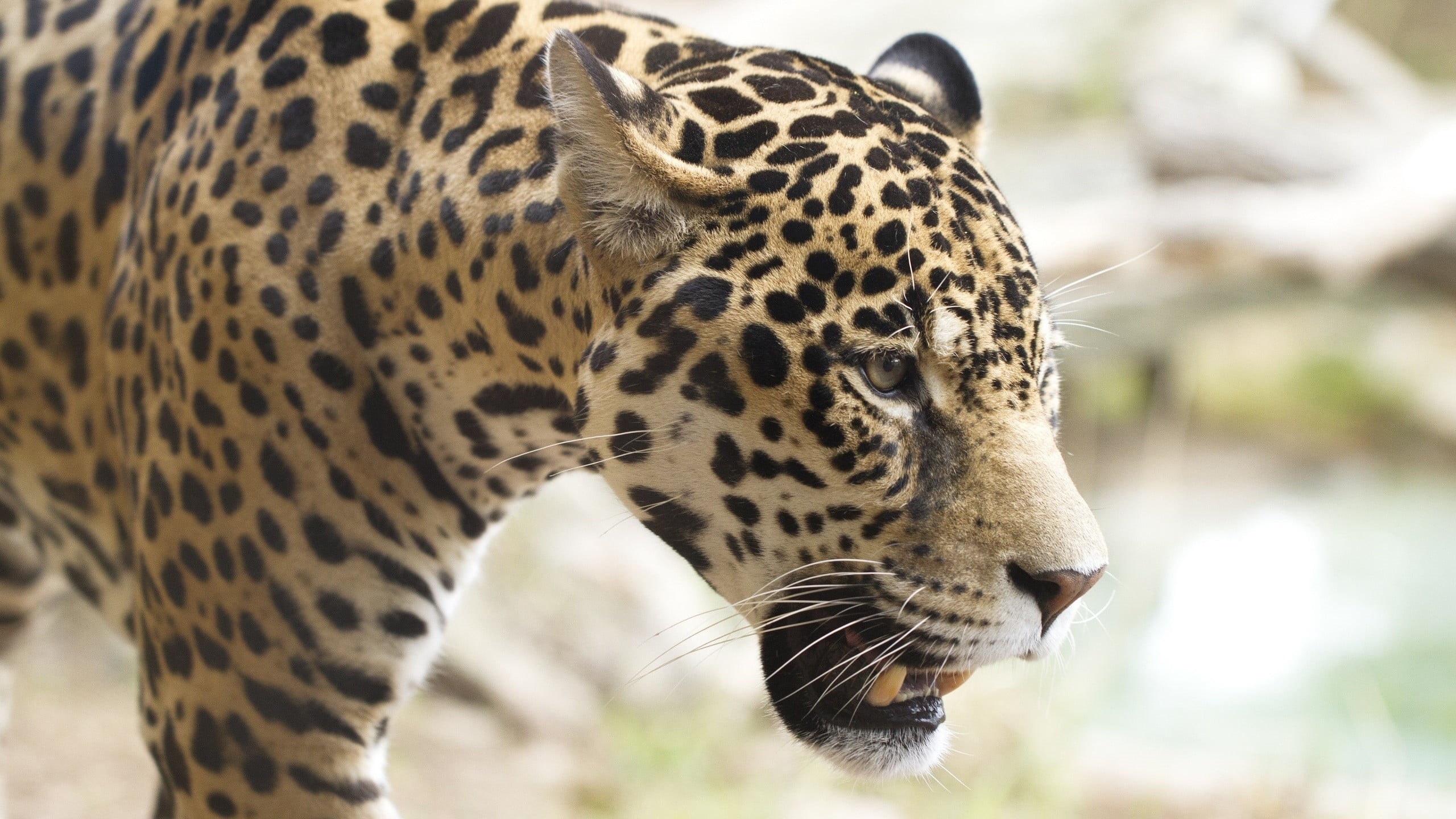 big cat, animal markings, one animal, plush, animal wildlife, carnivora, toy, focus on foreground, no people, close-up, brown, black, animals, mammal, animals in the wild, HD Wallpaper