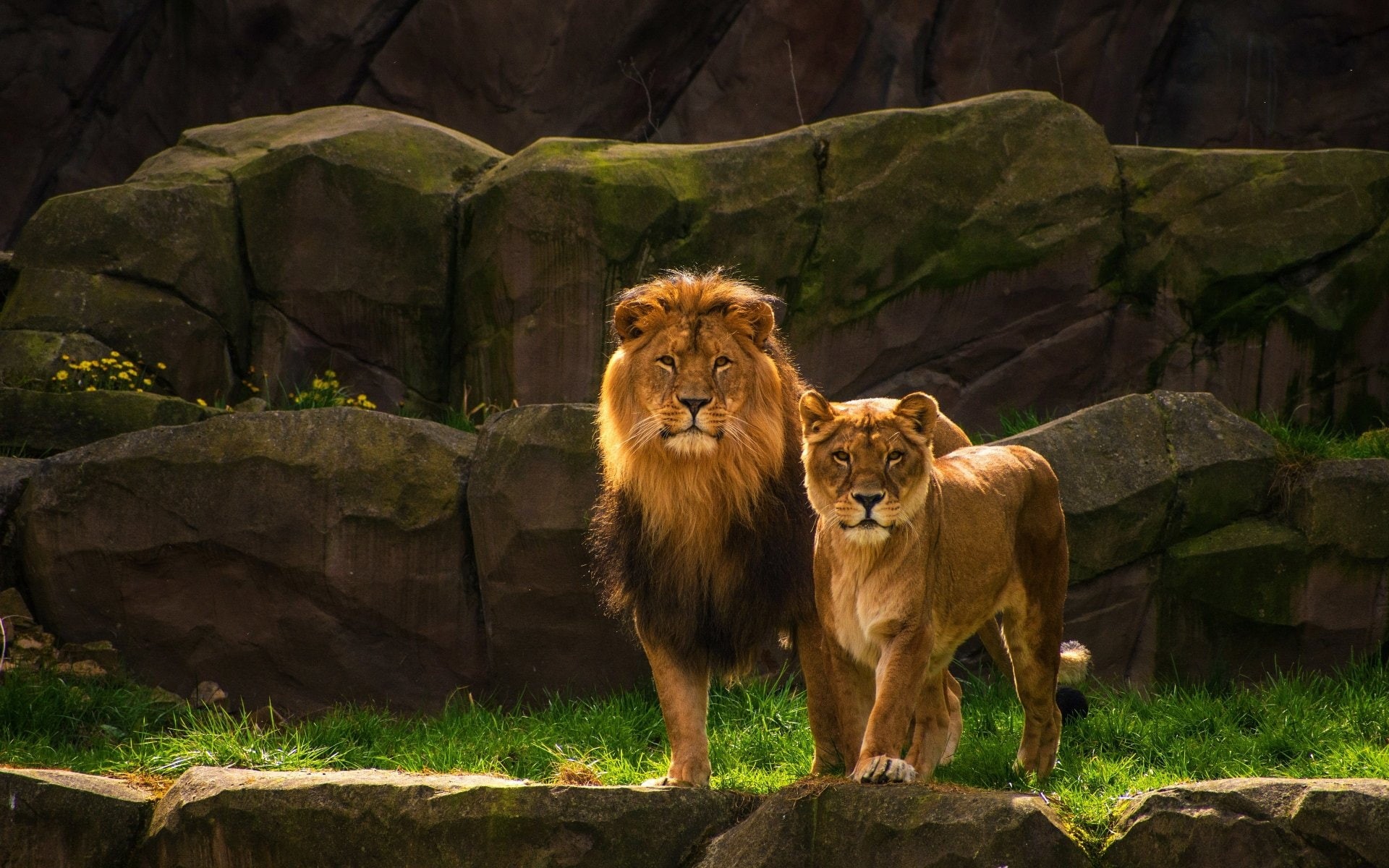 no people, rock - object, lion - feline, predator (Animal), feline, male animal, Couple, group of animals, animal family, animal wildlife, carnivora, cat, HD Wallpaper