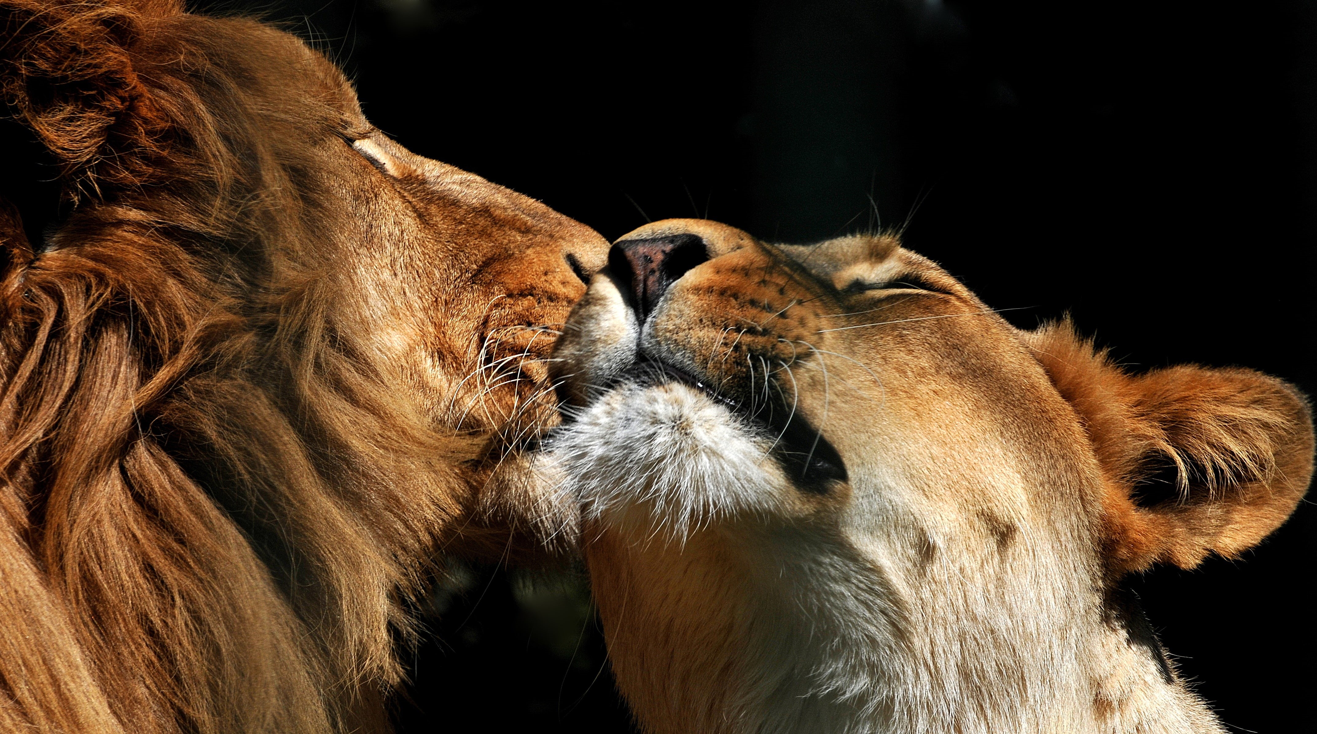 wildlife, cat, couple, love, 4K, predator, lion, big, HD Wallpaper