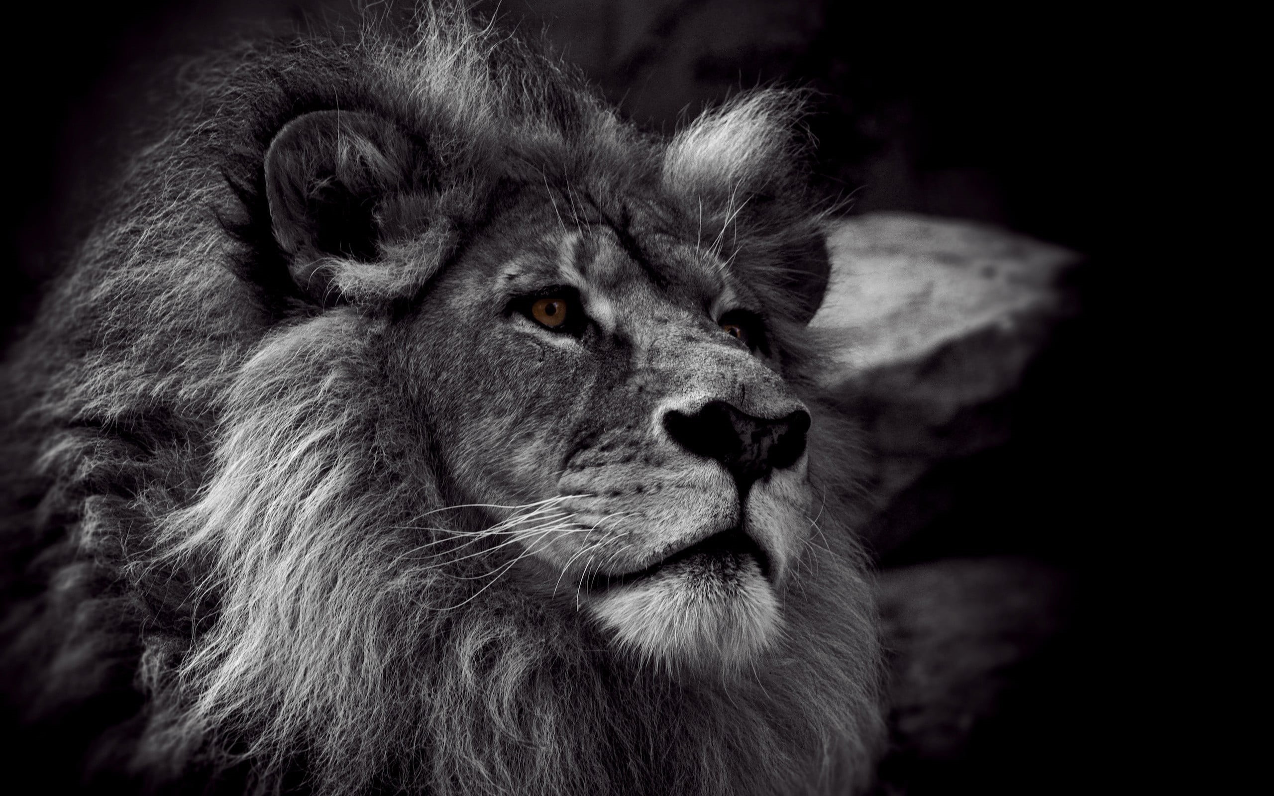 mammal, black background, grayscale, animal body part, male animal, animal wildlife, looking away, focus on foreground, cat, whisker, no people, monochrome, HD Wallpaper