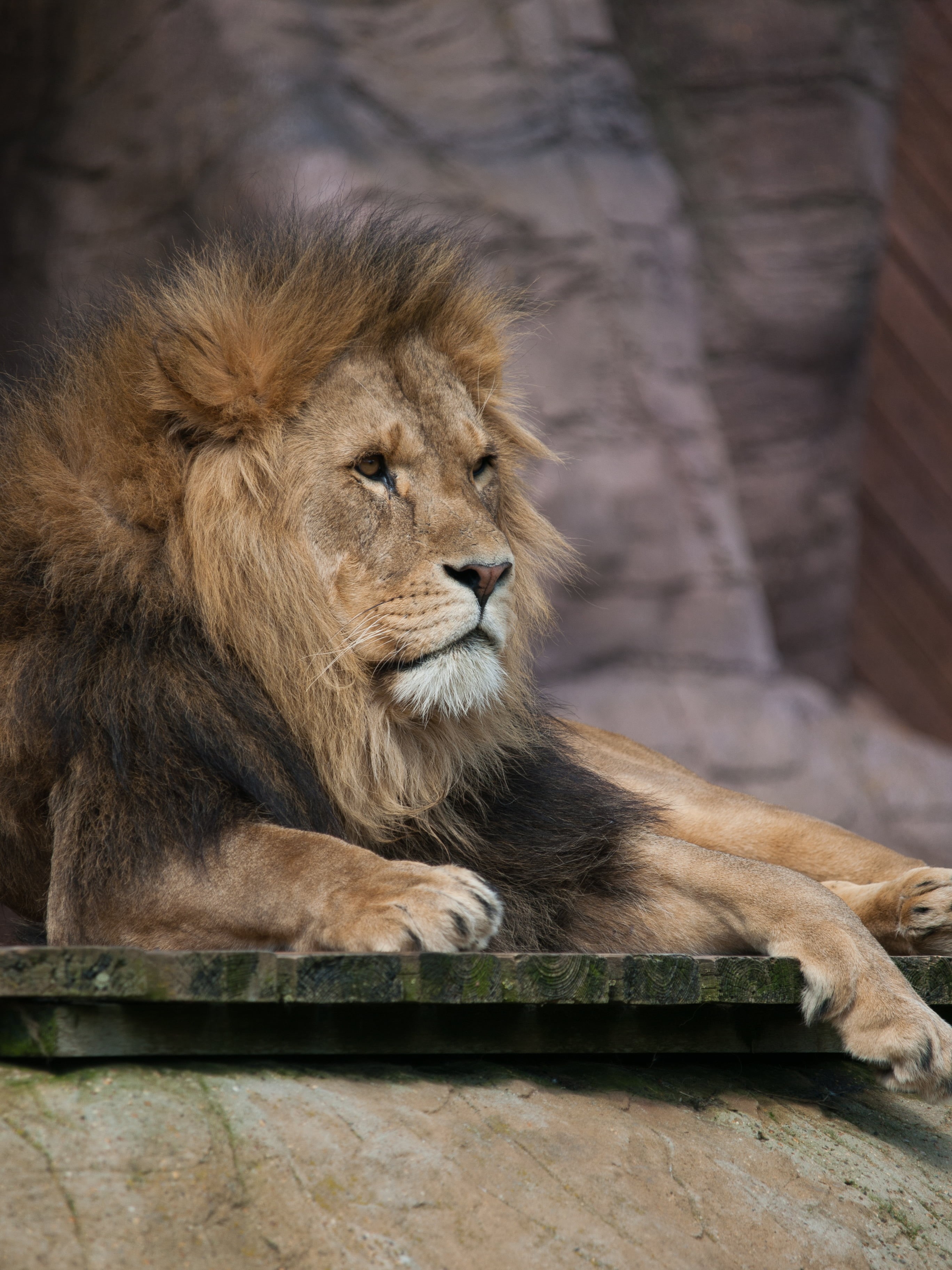 mammal, carnivore, cat  family, captivity, brown, animals In The Wild, Lion, wildlife  zoo, africa, feline, lion - Feline, animal, day, mane, wildlife, Phone HD Wallpaper