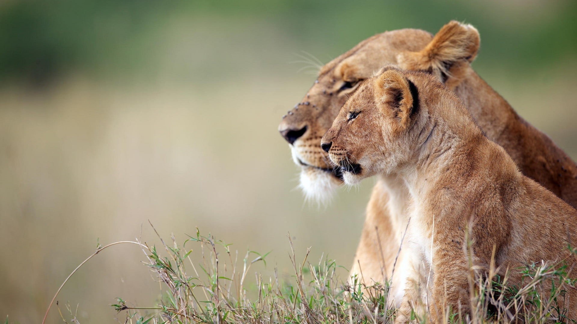 animals, animal themes, animals in the wild, depth of field, vertebrate, wildlife, outdoors, nature, lion - feline, day, no people, big cats, animal, focus on foreground, HD Wallpaper