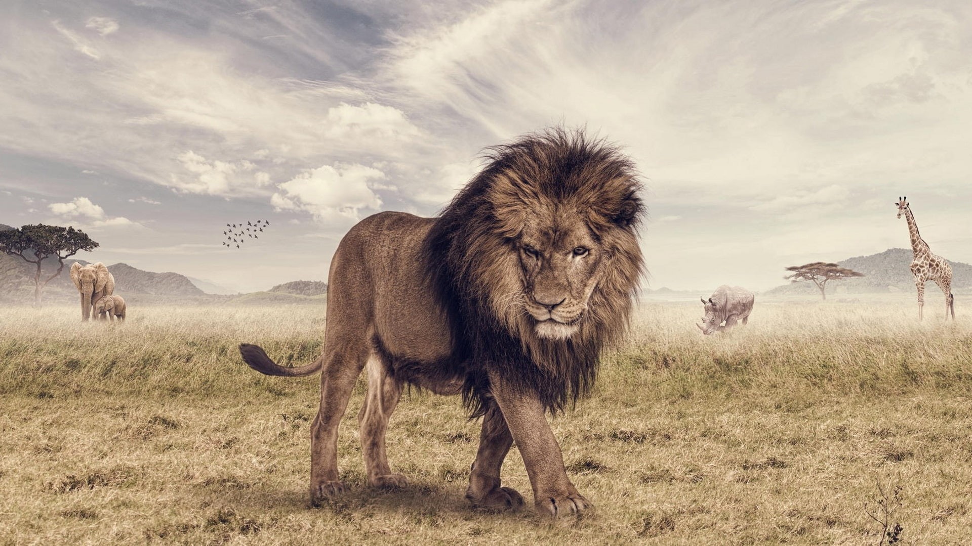 Savanna, Lion, Animals, 1080P, HD Wallpaper