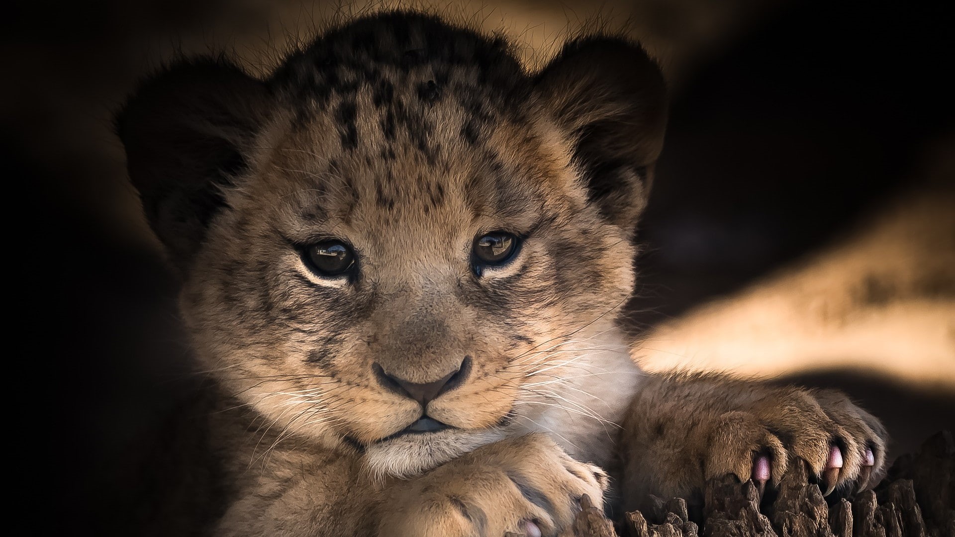 baby, 1080P, cub, cute, lion cub, HD Wallpaper