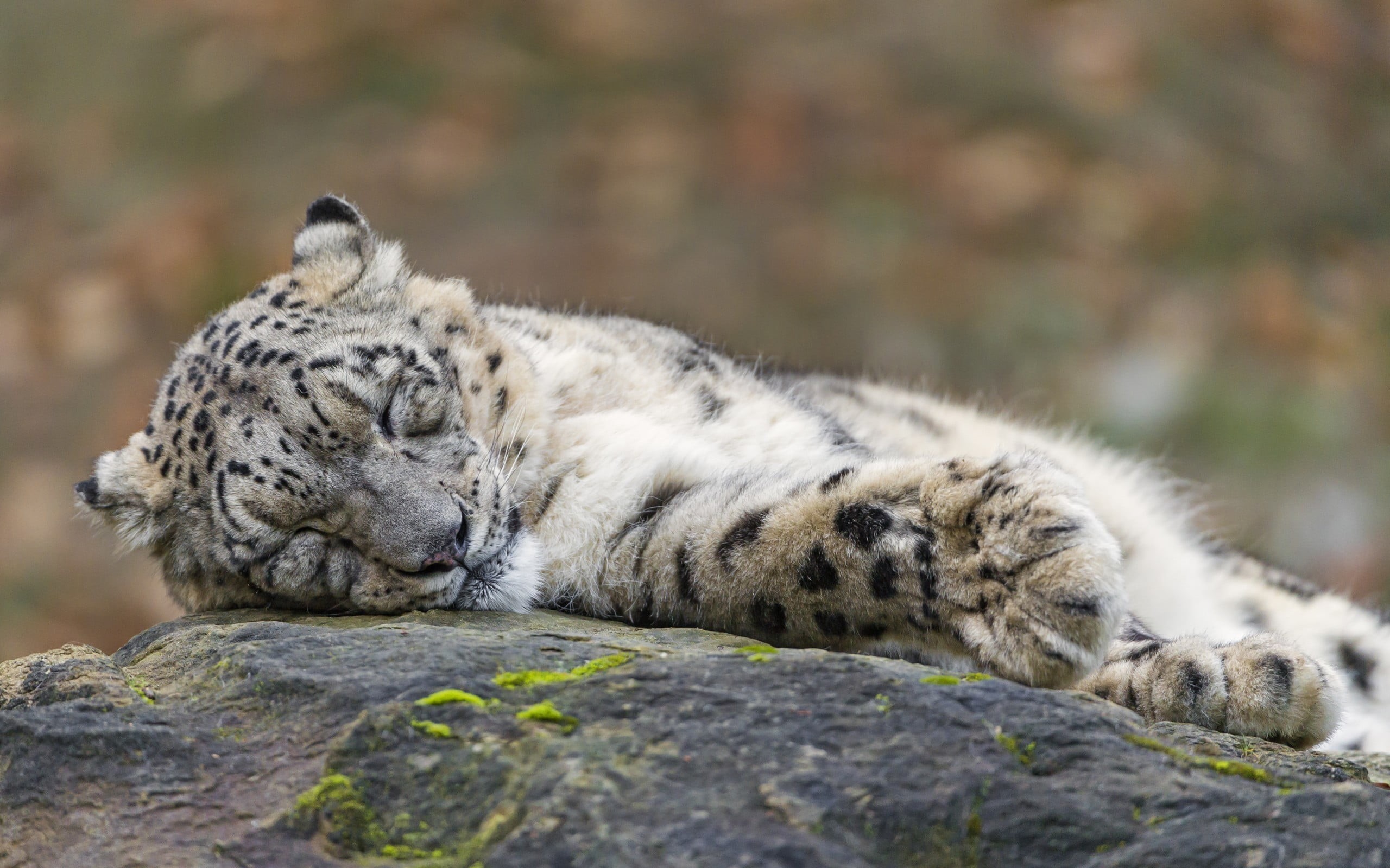 surface level, black, rock - object, resting, vertebrate, mammal, day, cat, solid, big cat, animals, no people, feline, tabby, nature, animal wildlife, HD Wallpaper