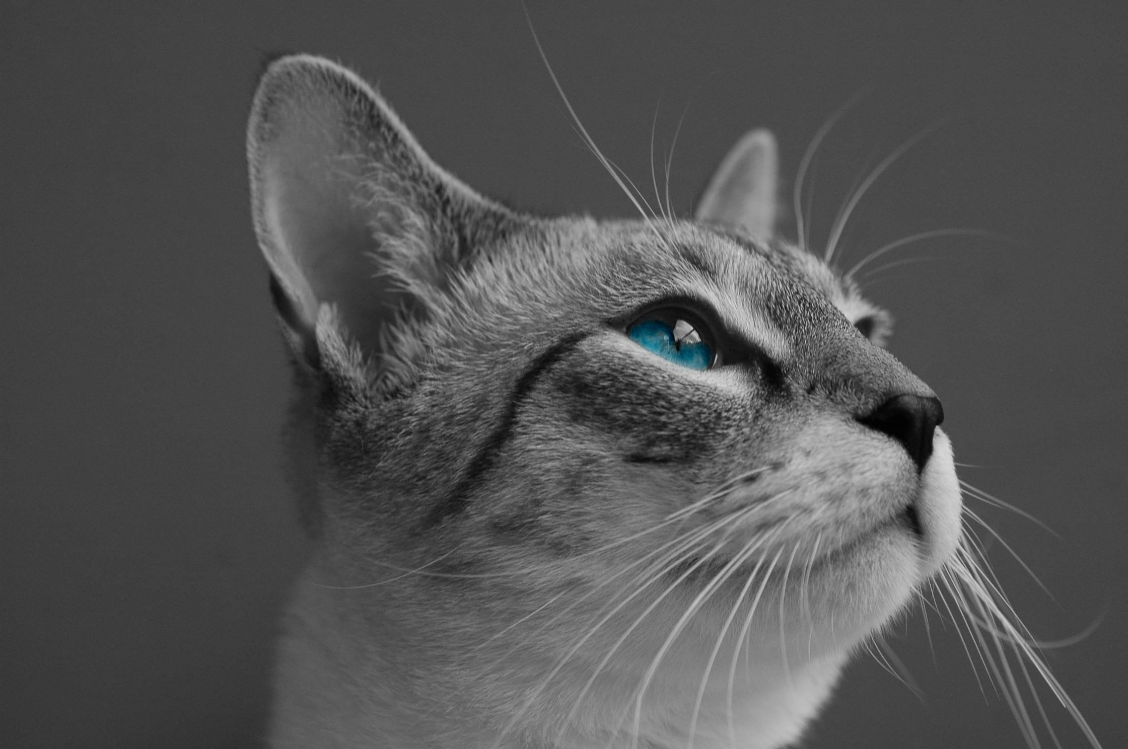 tabby, photo, color, whisker, blue eyes, animal, 1080P, kitten, selective, mammal, selective color, close, domestic Cat, black and white, pets, looking, HD Wallpaper
