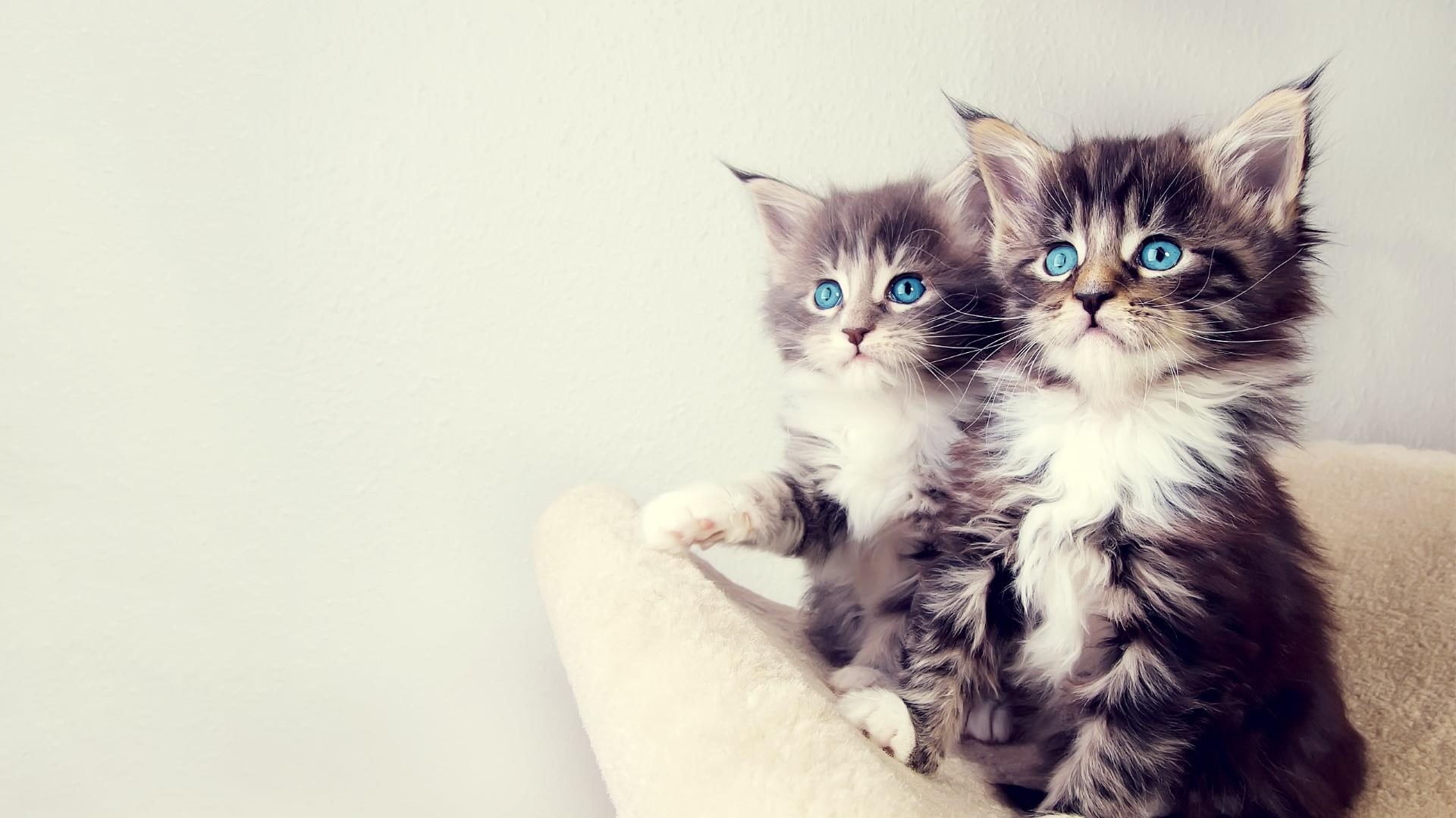 cat, cats, 1080P, kitten, cute, animals, blue eyes, kittens, tabby cat, HD Wallpaper