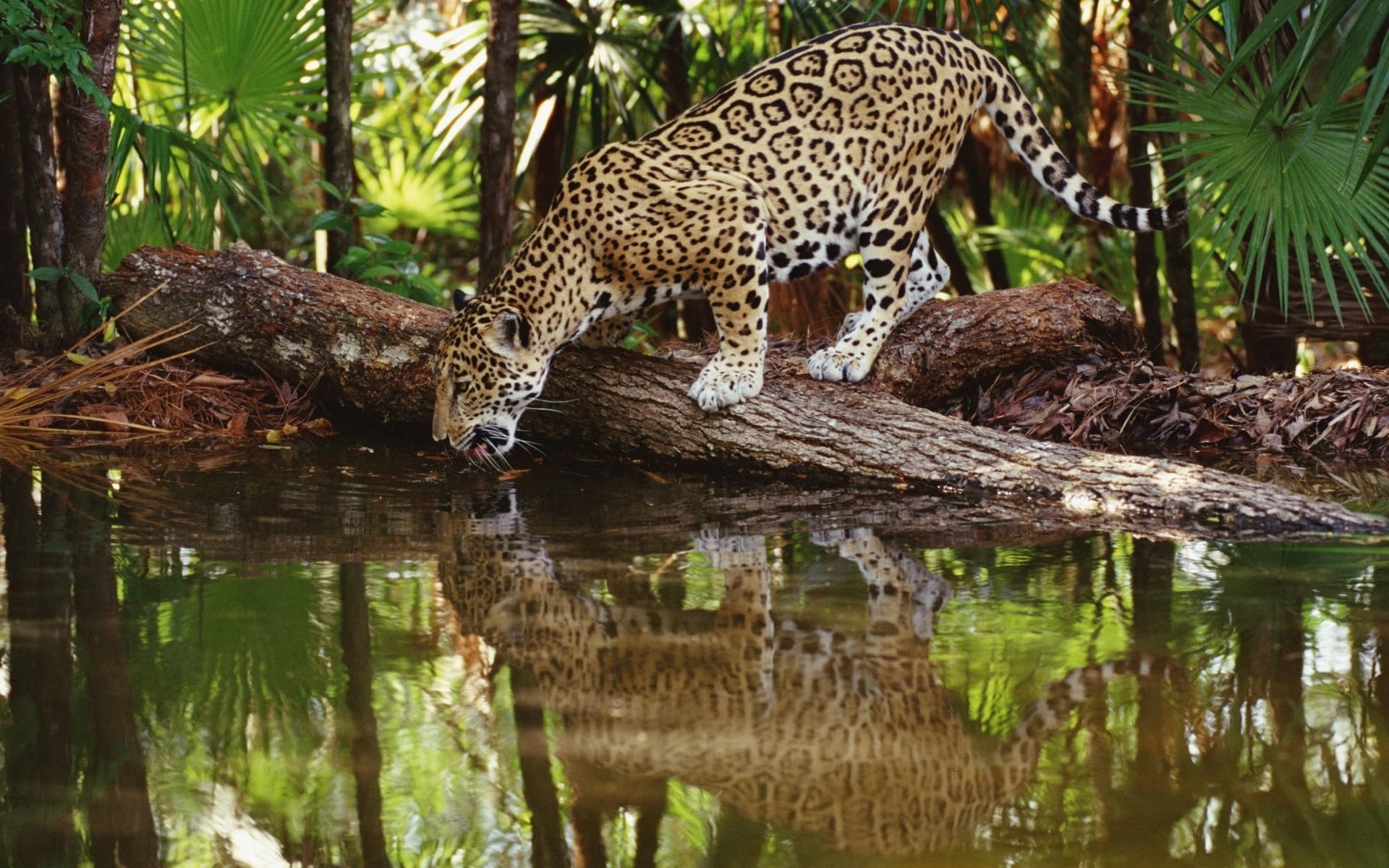 brown, outdoors, big cats, animals, animal wildlife, jaguars, cat, pets, 1080P, day, vertebrate, no people, animals in the wild, leopard, drinking, lake, HD Wallpaper