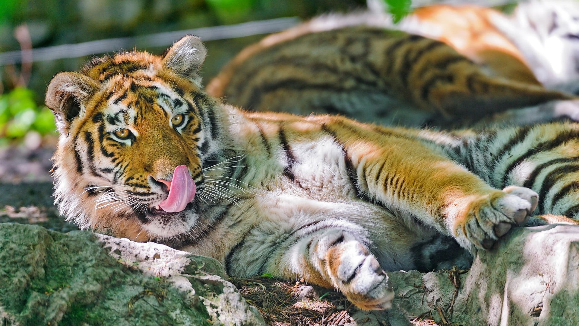 dangerous, beast, jungle, wildlife, animal mouth, nose, hunter, relaxation, safari, mouth open, 1080P, animal wildlife, head, stare, eye, carnivore, tiger cat, HD Wallpaper