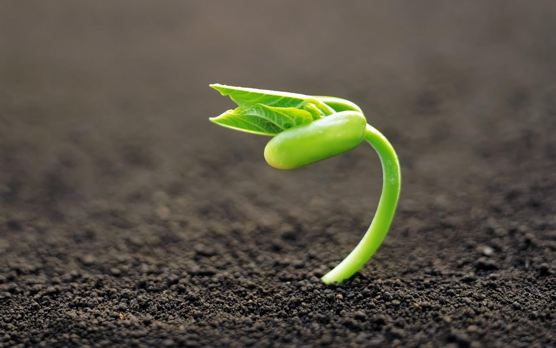 macro, healthy eating, freshness, sprout, close-up, day, leaf, plant part, food, land, bean, vegetable, green, green color, beginnings, seedling, plants, HD Wallpaper