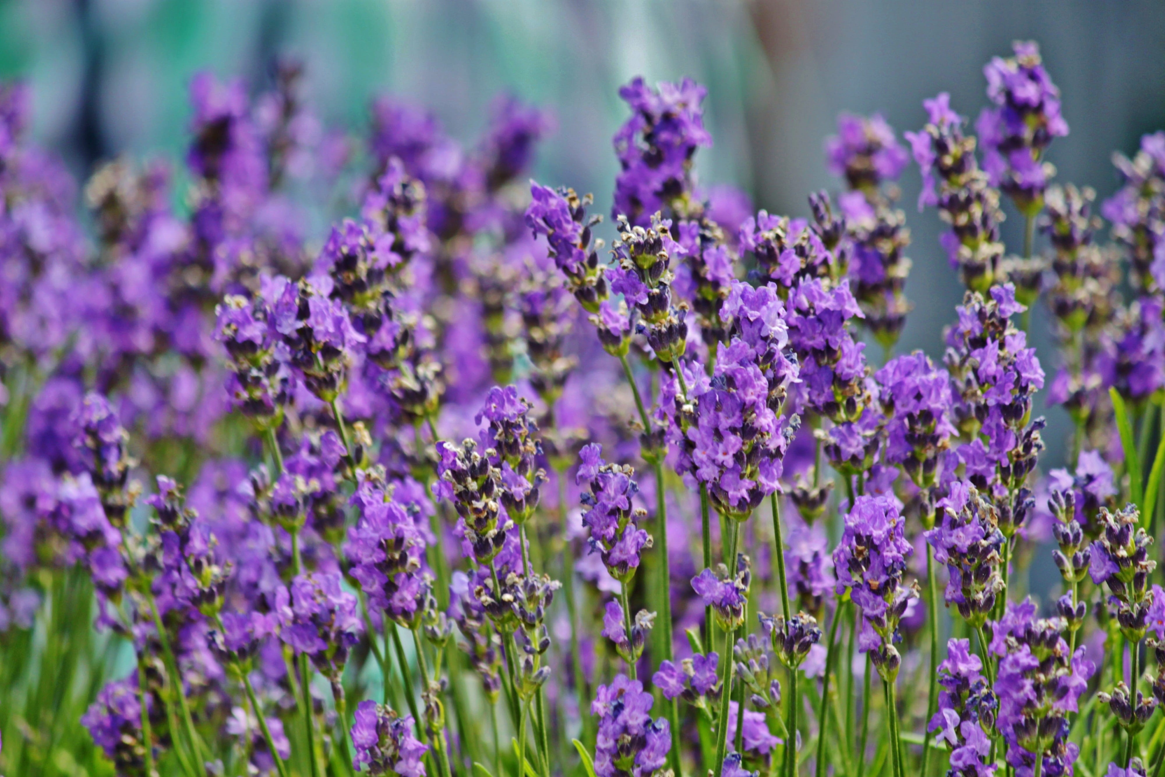 fragility, nature, vulnerability, 4K, purple, beauty in nature, plant, fragrance, selective focus, scented, flower head, blossom, violet, no people, flower, HD Wallpaper