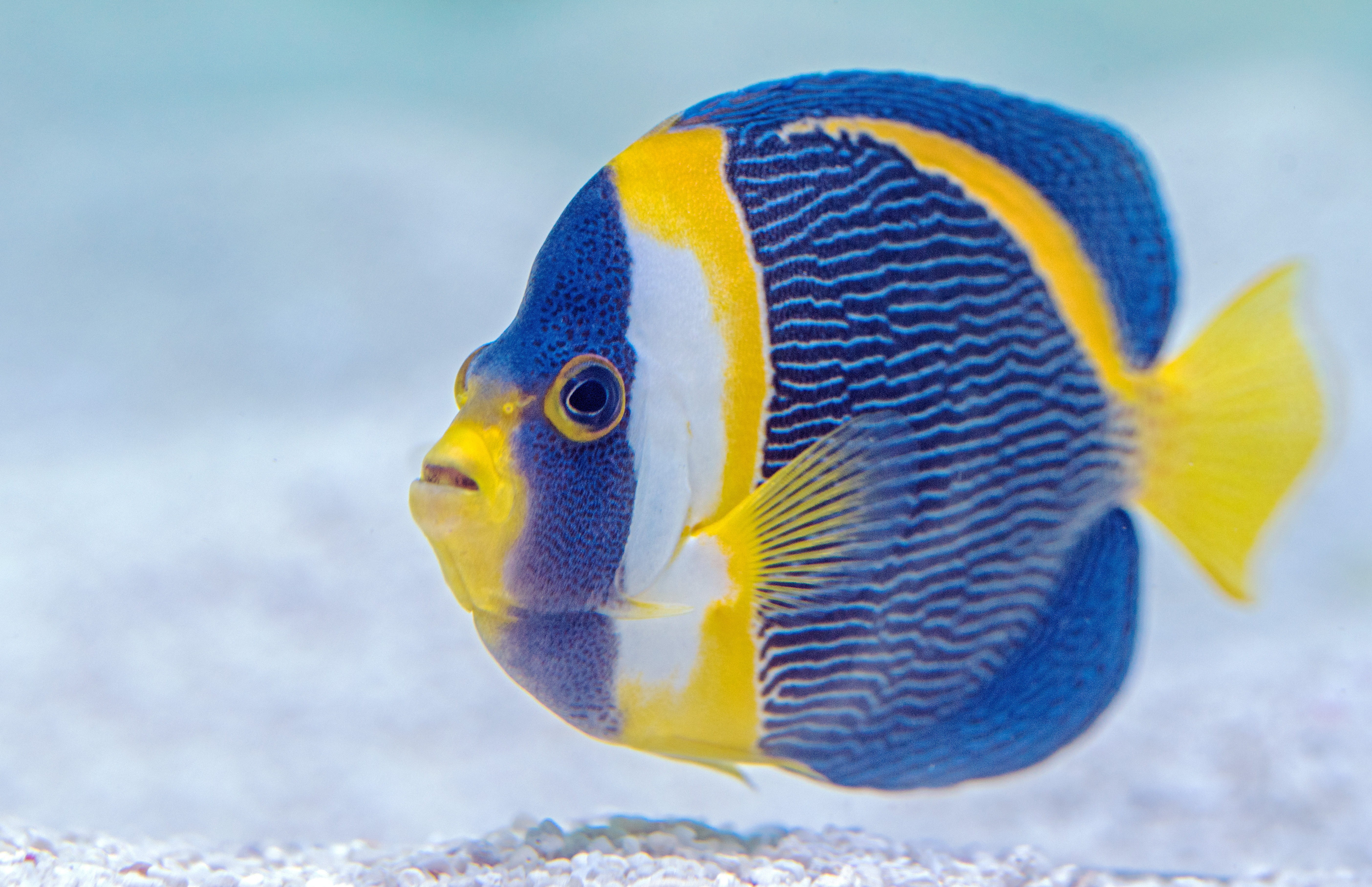 colorful, close up, vertebrate, close, fish stall, david clode, cairn, animal themes, marine, undersea, scribbled angelfish, finned, tropical fish, nature, HD Wallpaper