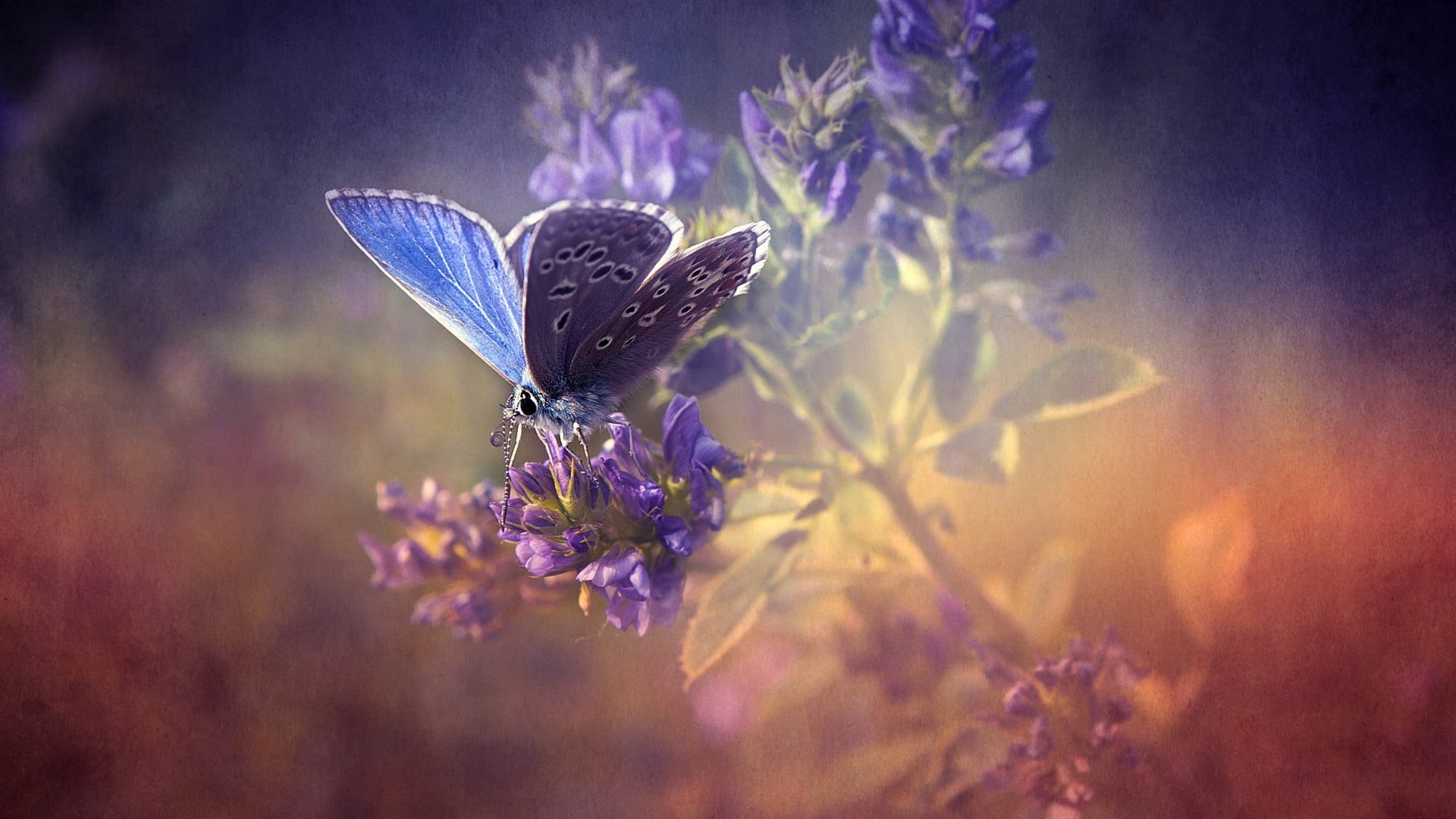 blue, insect, animal wing, flower, outdoors, freshness, one animal, 1080P, purple, vulnerability, close-up, fragility, invertebrate, flower head, butterfly, HD Wallpaper