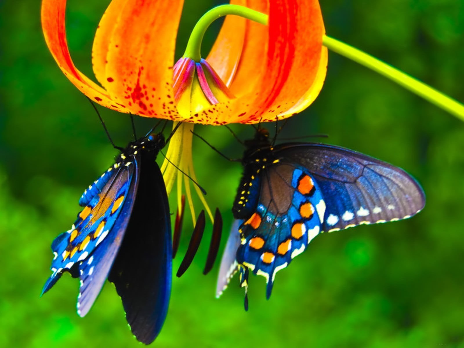 outdoors, pollination, day, blue, nature, two, 720P, animal themes, butterflies, animal wildlife, focus on foreground, one animal, animal wing, lily, animal, HD Wallpaper